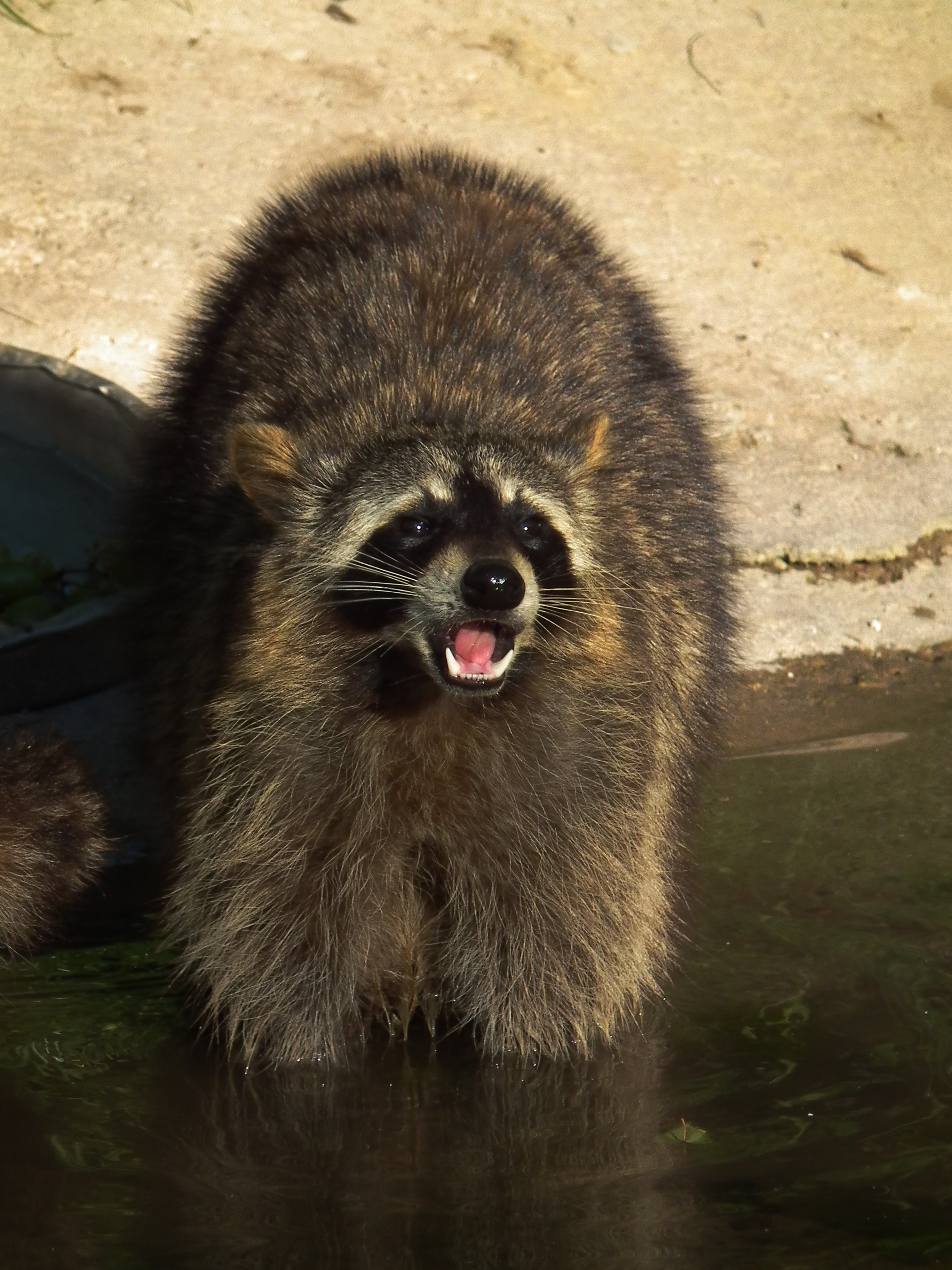Kauender Waschbär Wildpark Pforzheim