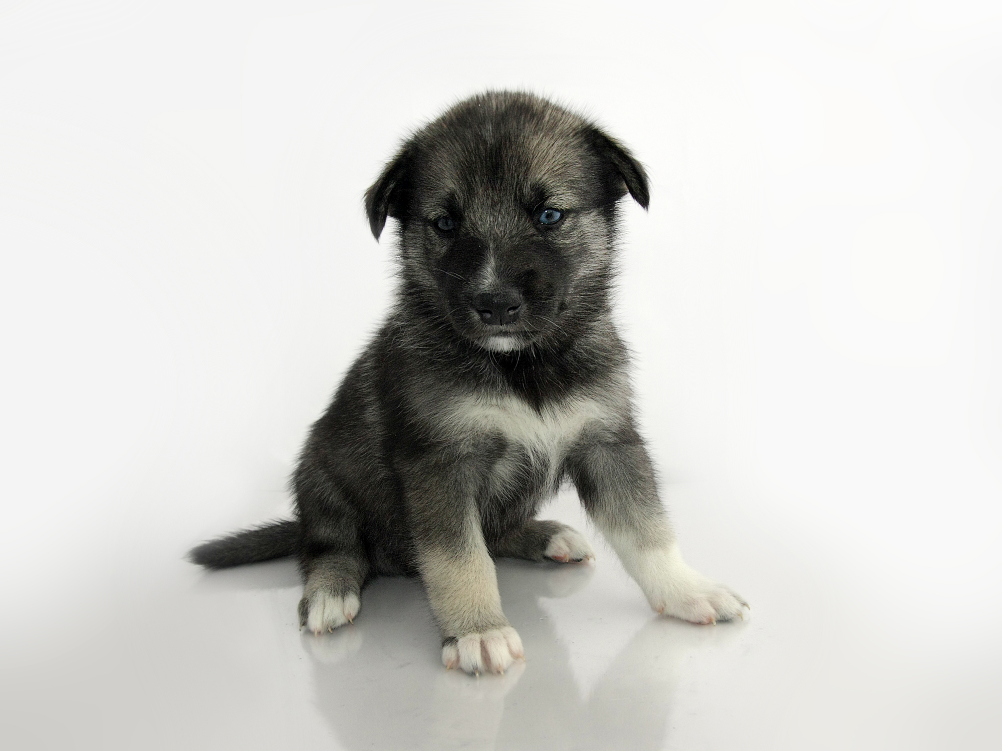 Keeshond Sibirian Husky crossbreed puppy