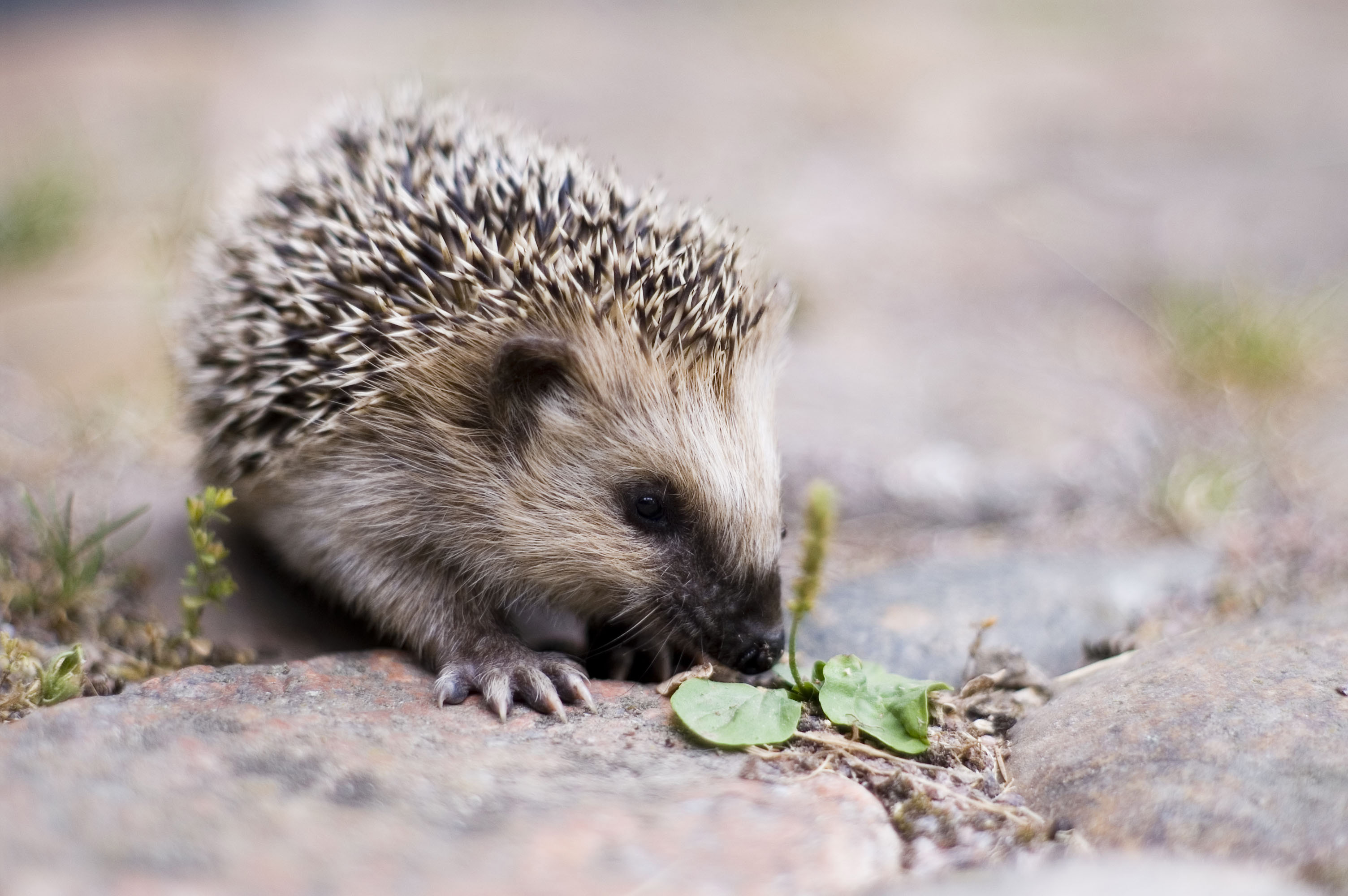Keqs young european hedgehog1