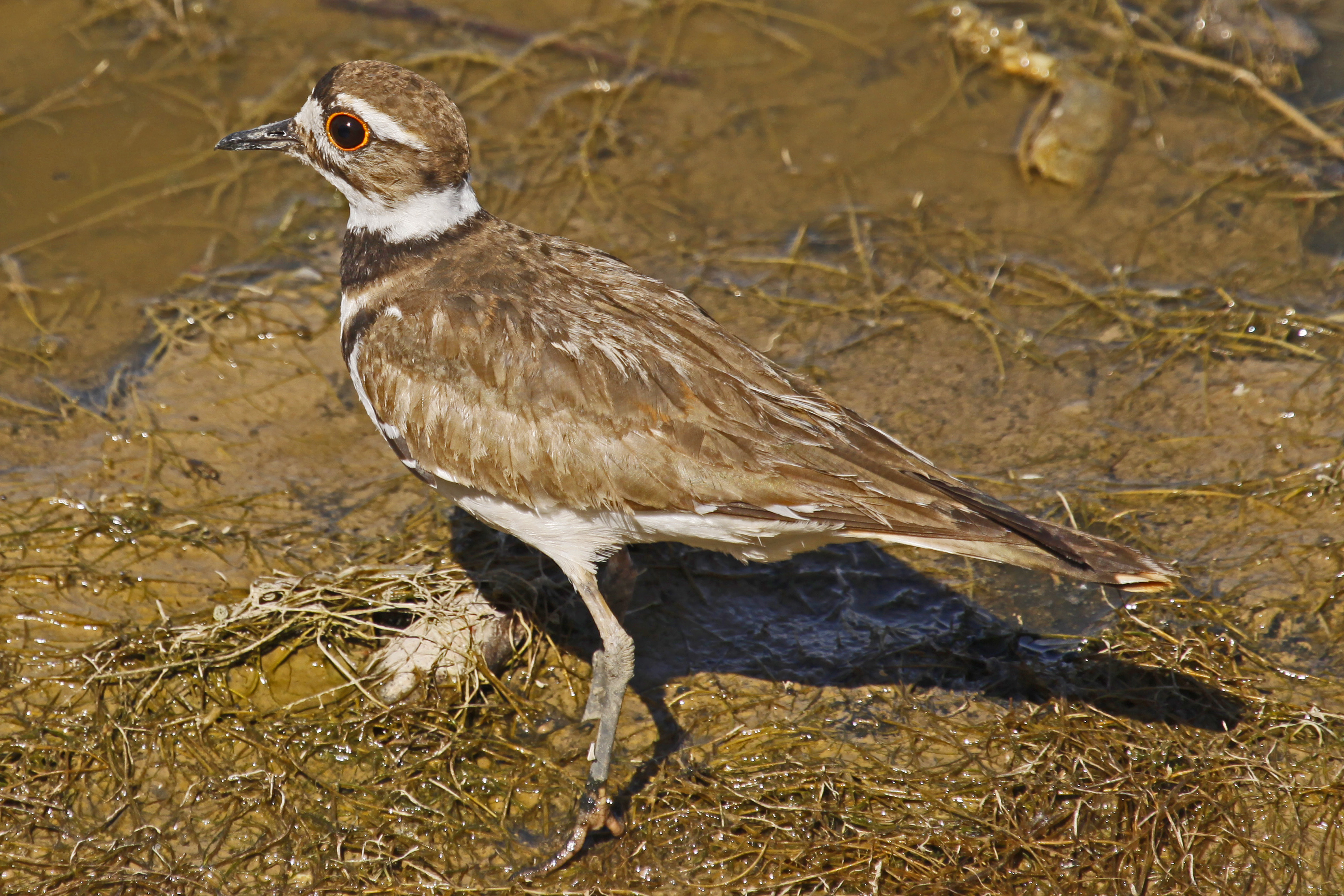Killdeer - Charadrius vociferus, Bosque del Apache National Wildlife Refuge, San Antonio, New Mexico