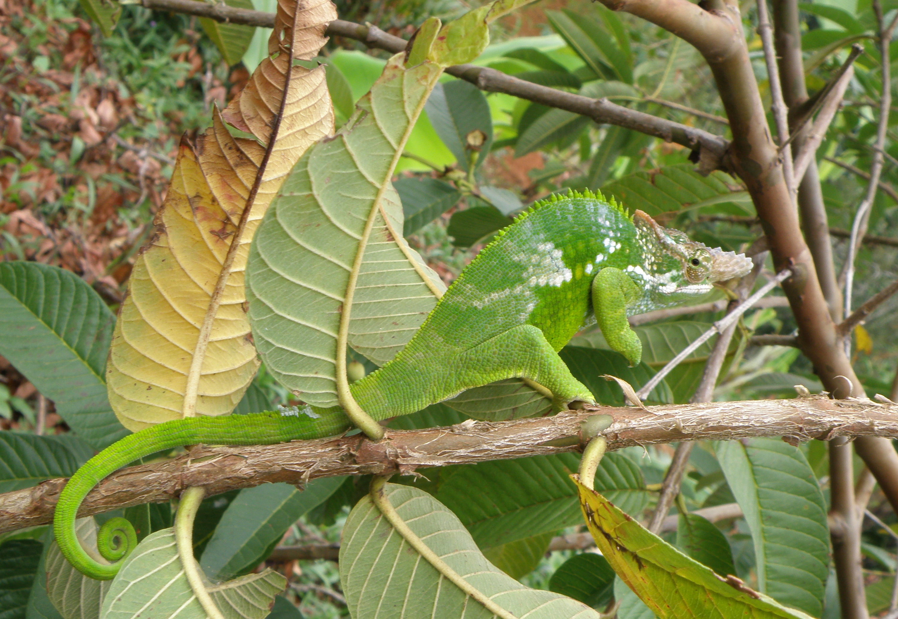 Kinyongia fischeri on Usambara Mountains