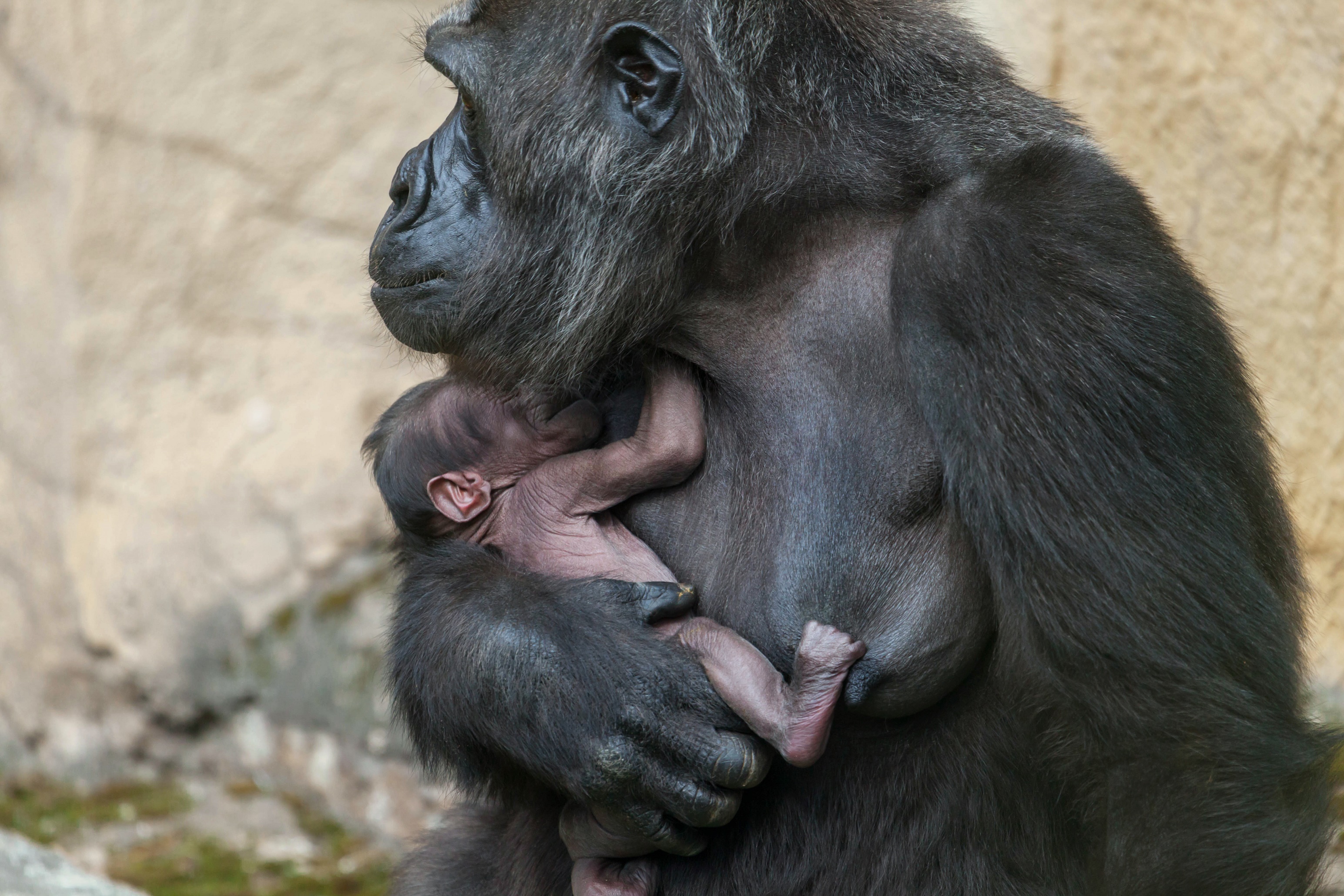 Kira the Gorilla, Moscow Zoo 25.07.2016