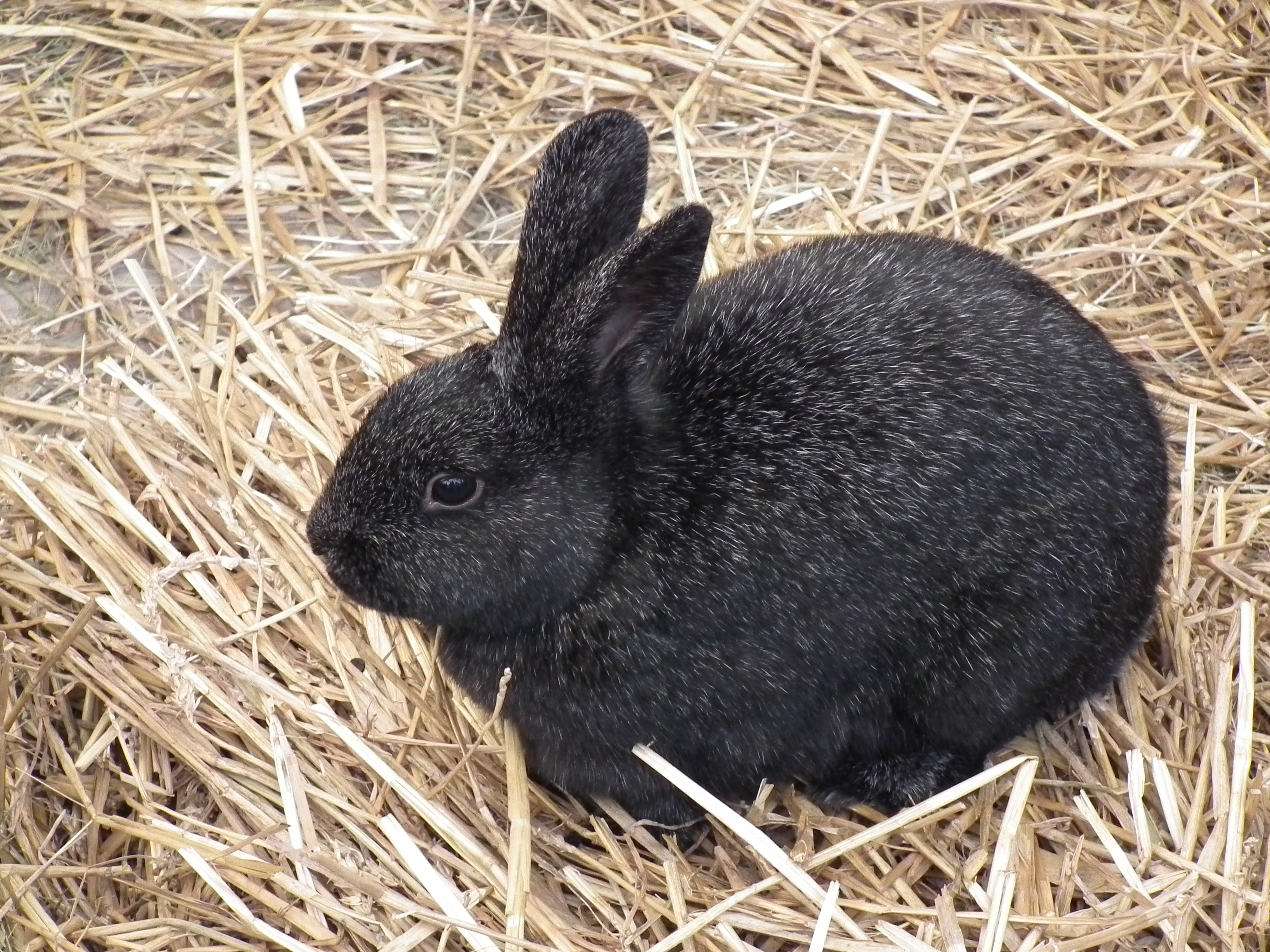 Kleinsilber schwarz