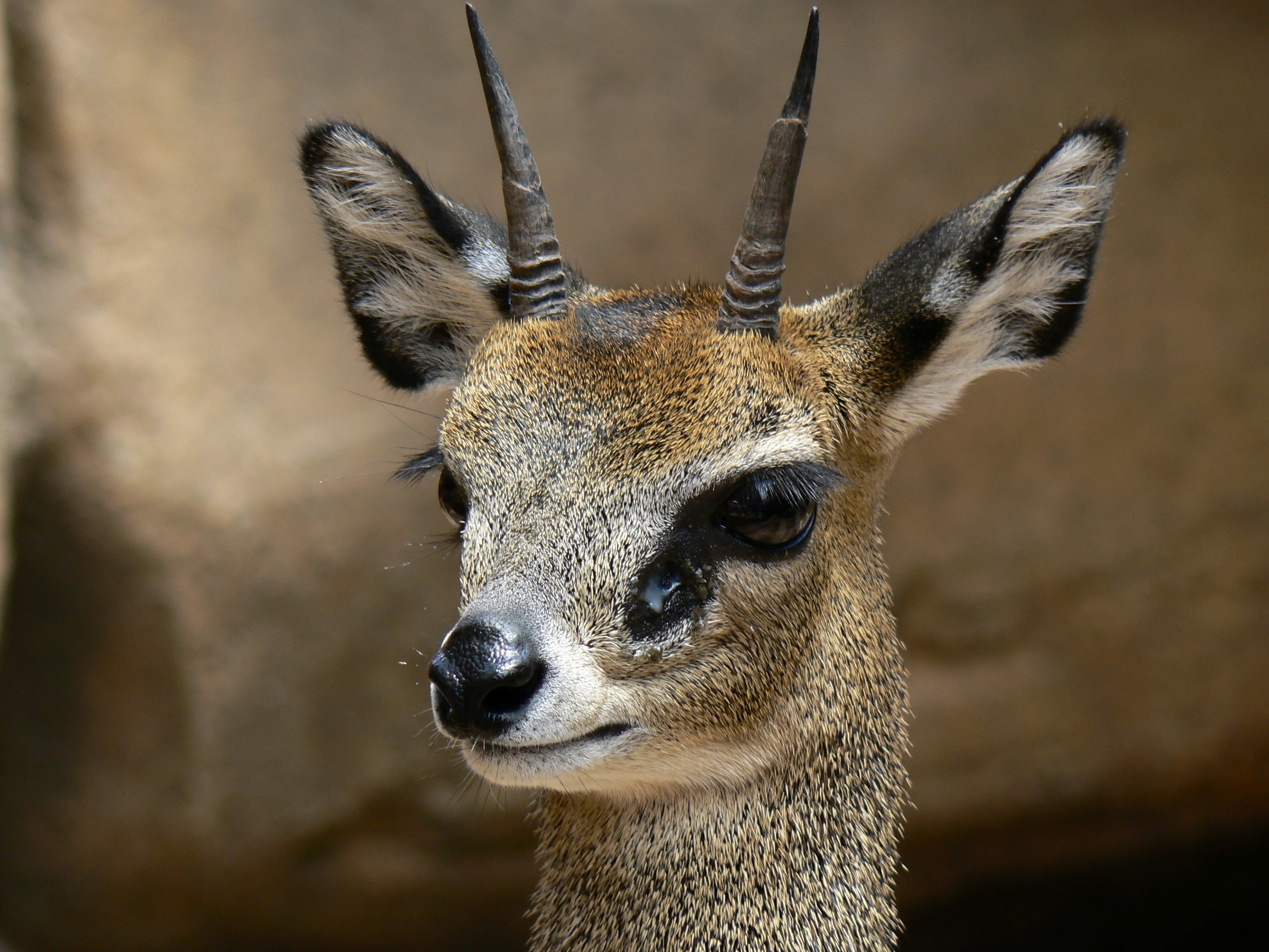 Klipspringer (Oreotragus oreotragus) head