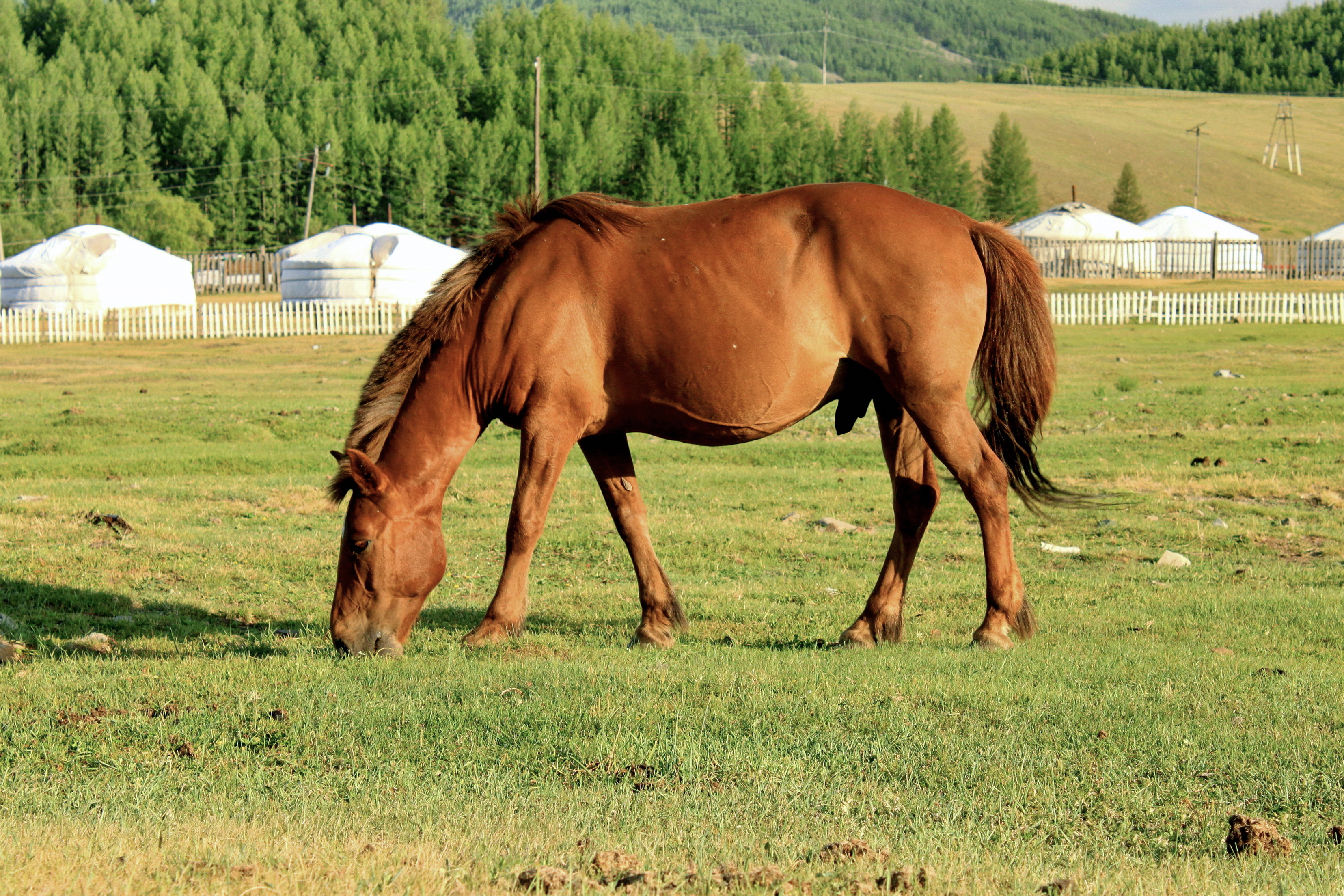 Koń mongolski w Parku Narodowym Gorchi-Tereldż 10