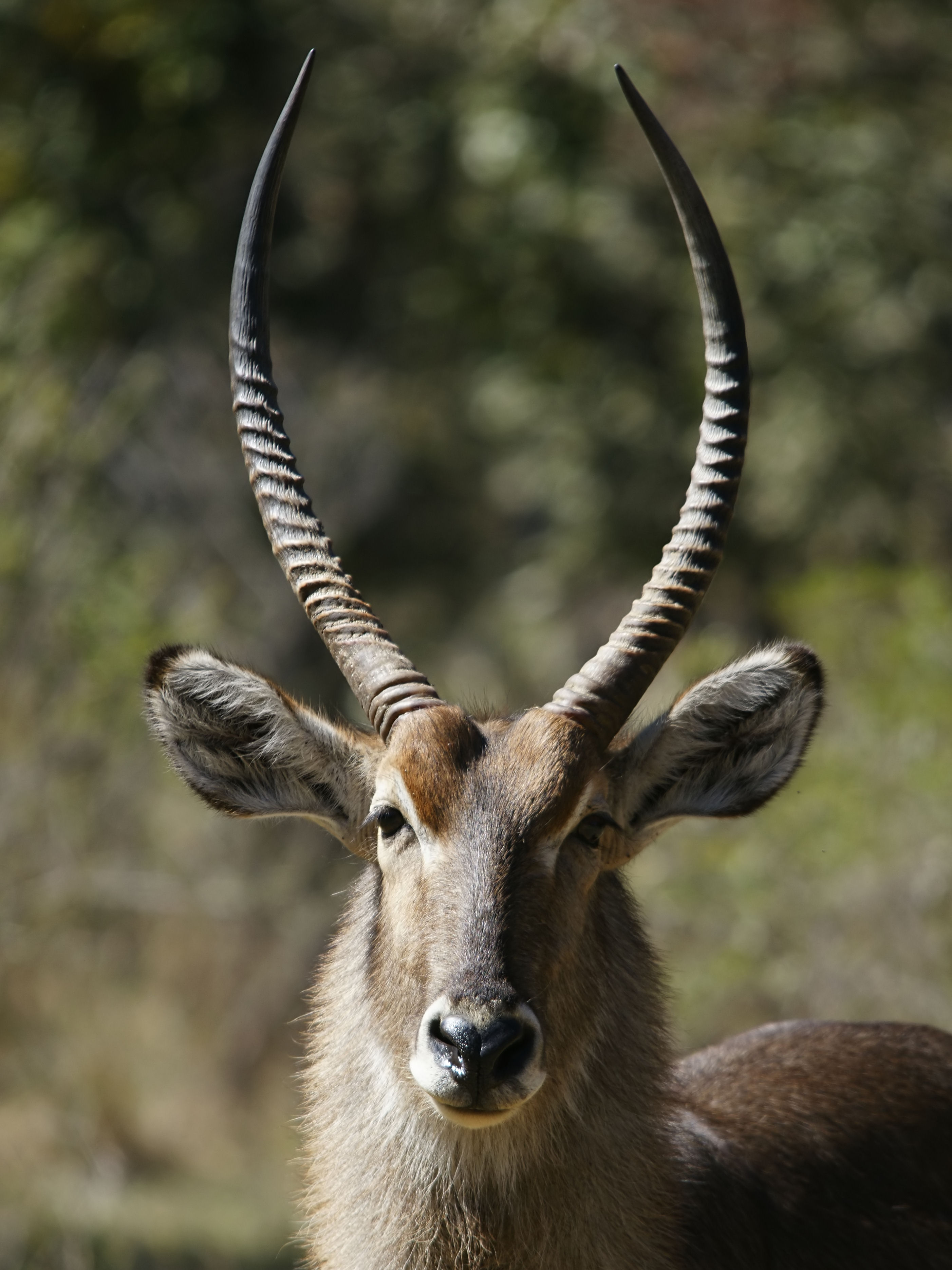 Kobus ellipsyprimus, male portrait (Livingstone, Zambia)