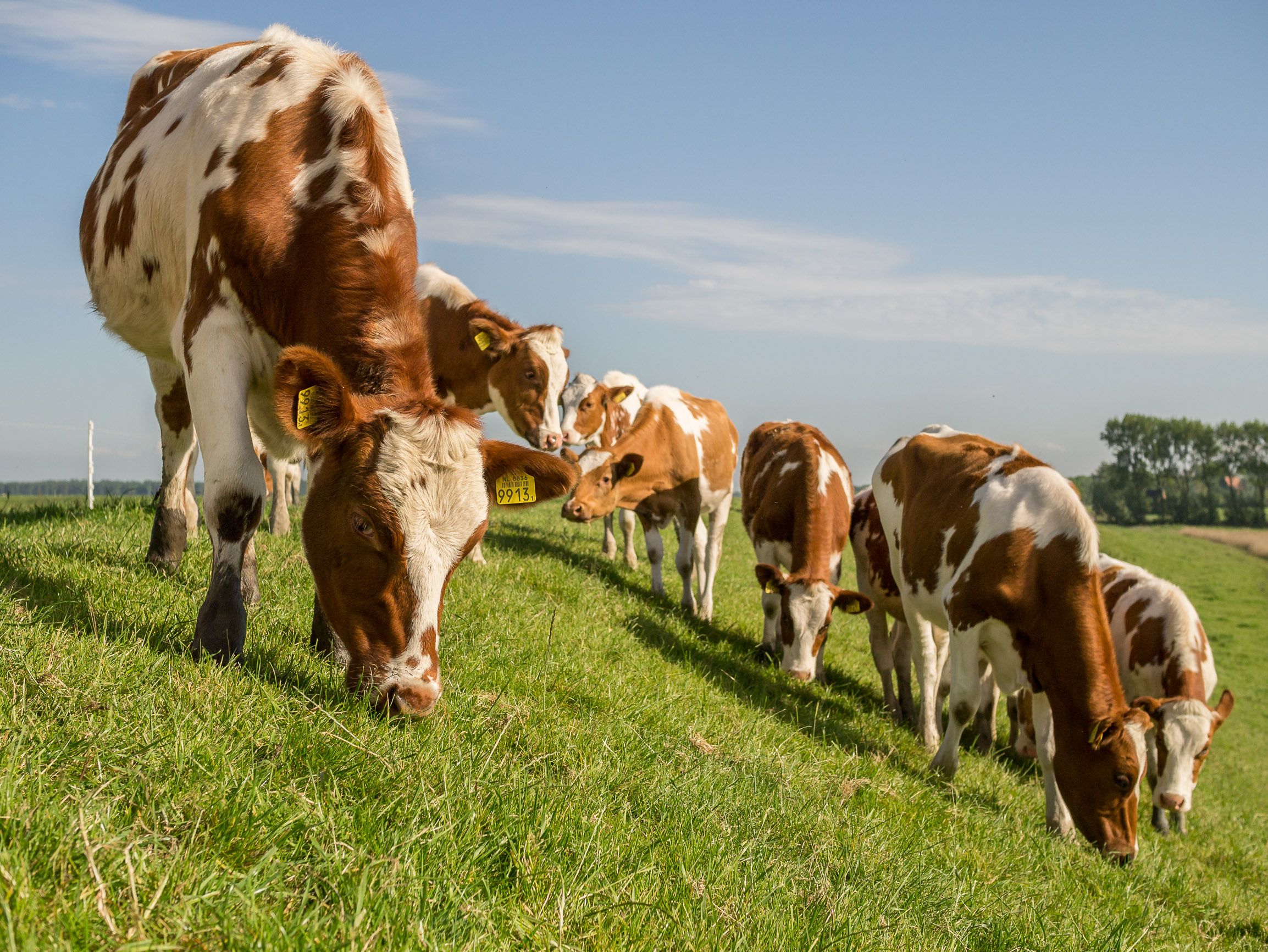 Koeien grazen op de oude lauwerzeedijk