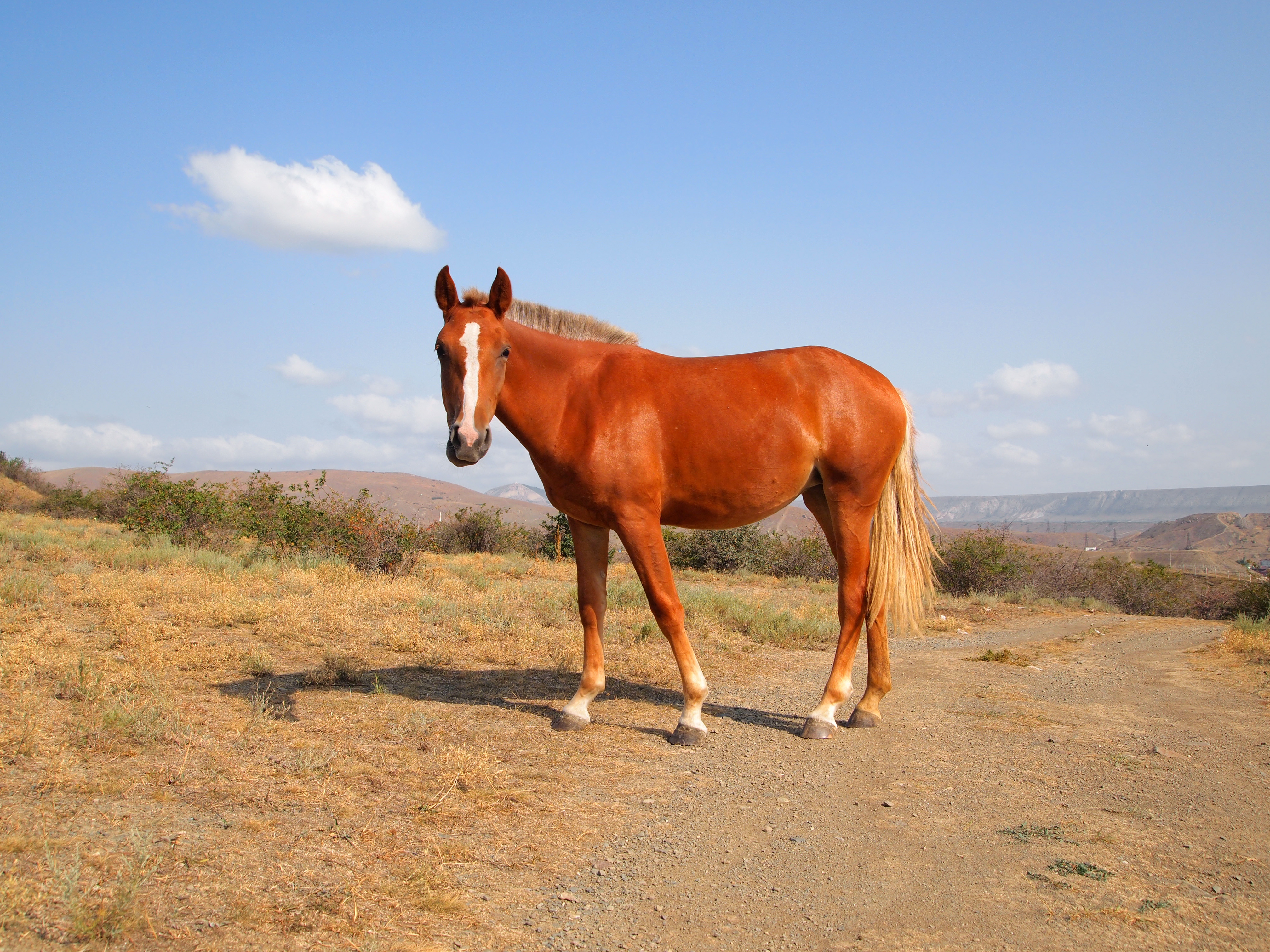 Koktebel - horse