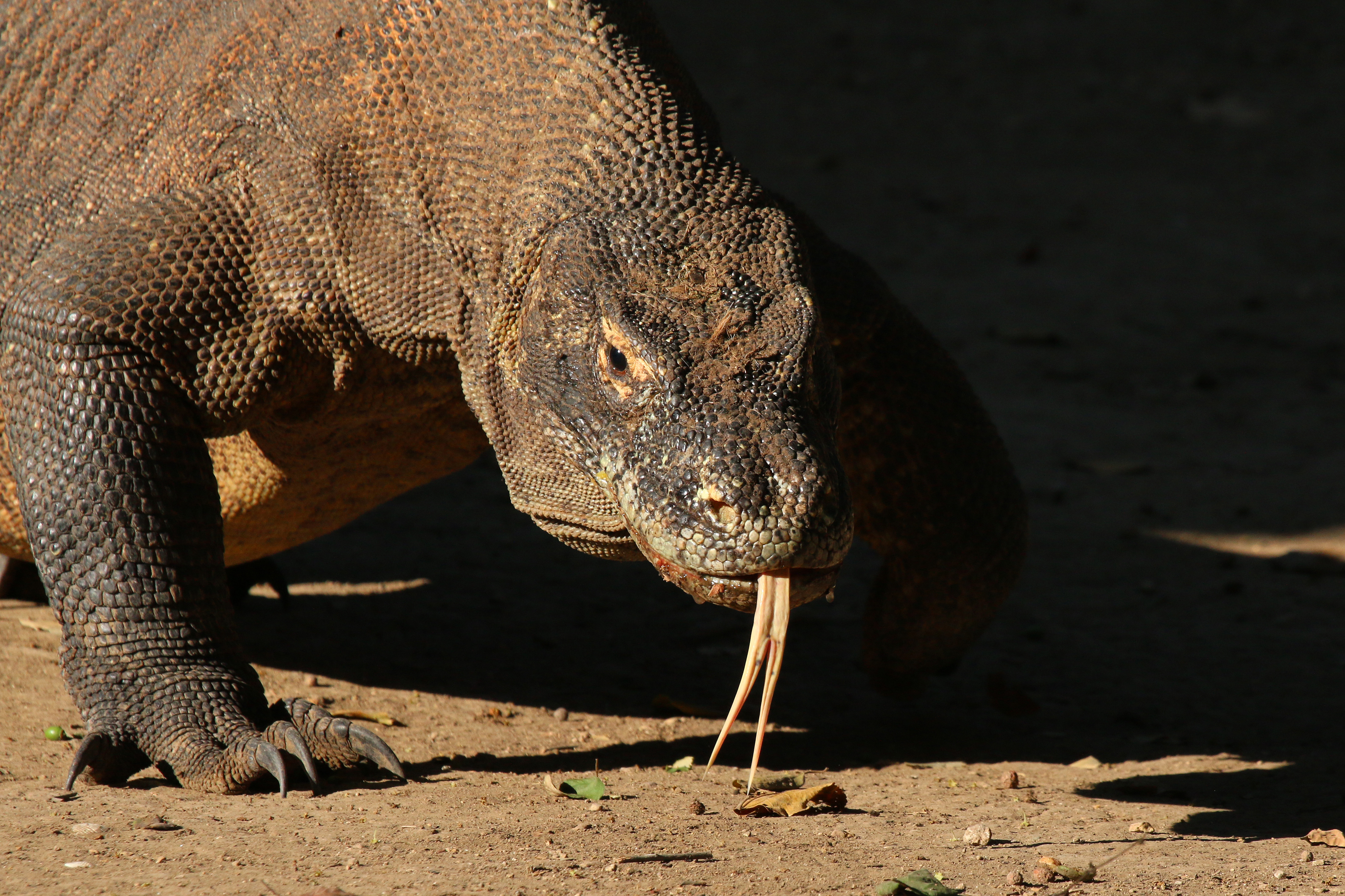 Komodo dragon (Varanus komodoensis)