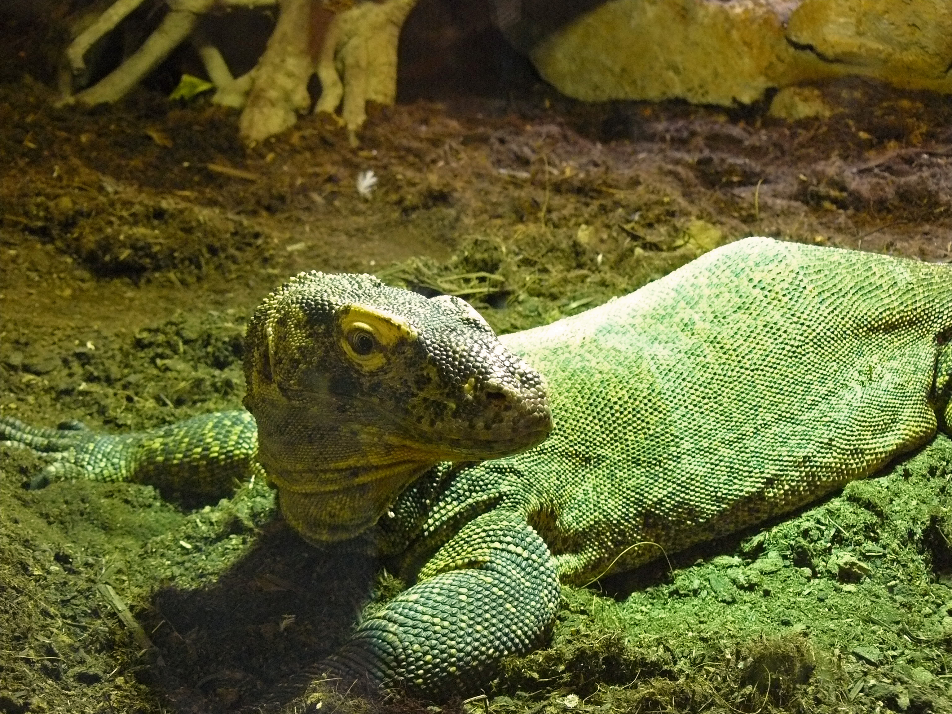 Komodo dragon, Zoo-Budapest