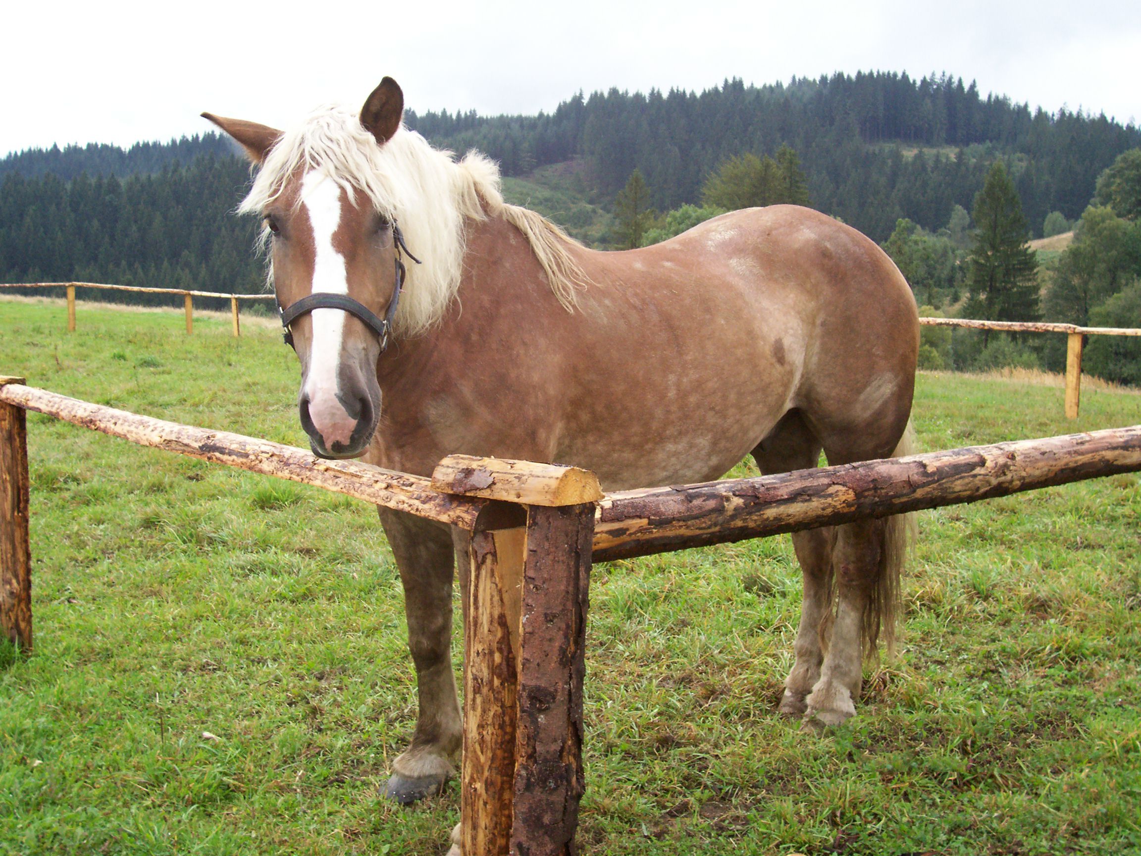 horse - kon