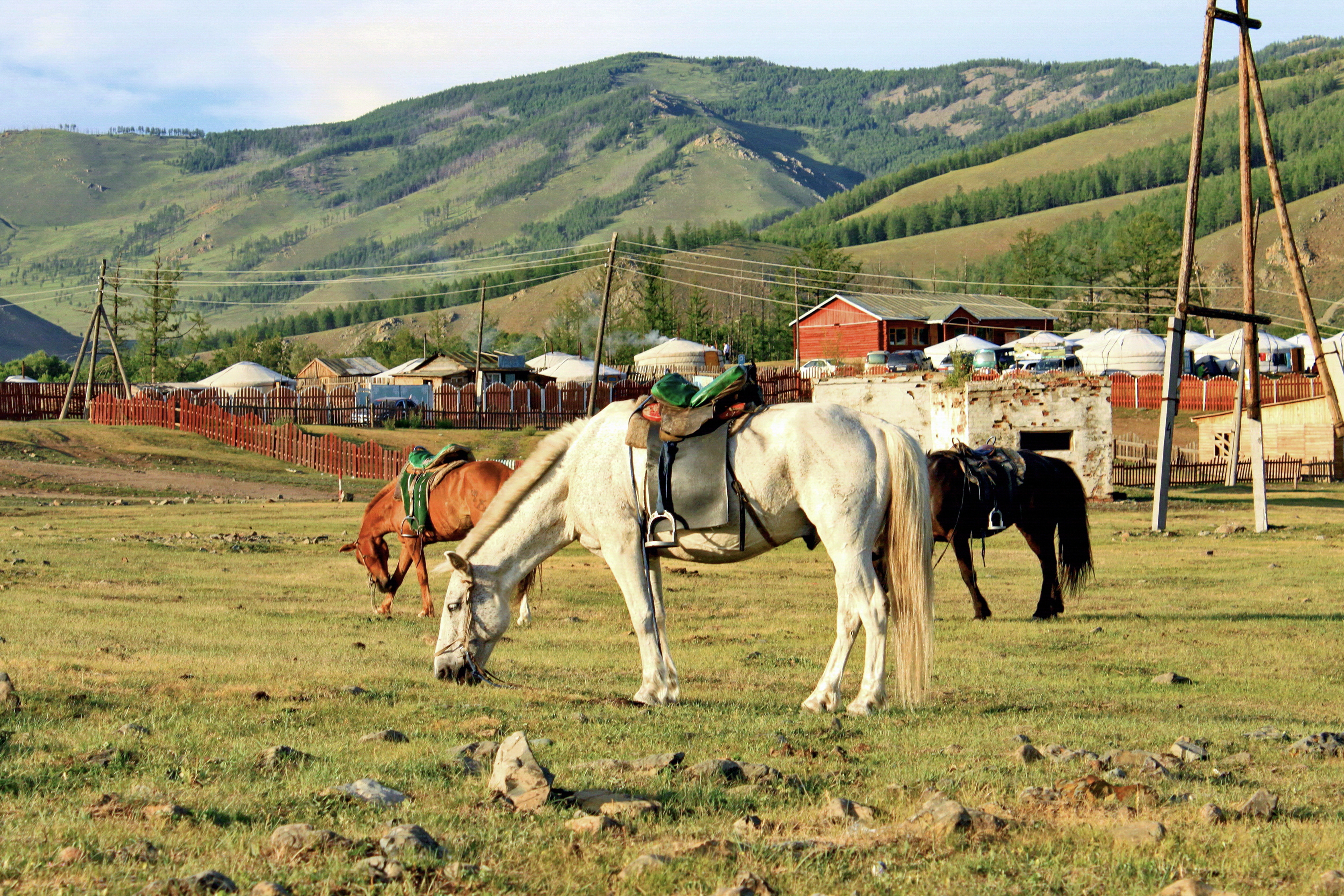 Konie mongolskie w Parku Narodowym Gorchi-Tereldż 03
