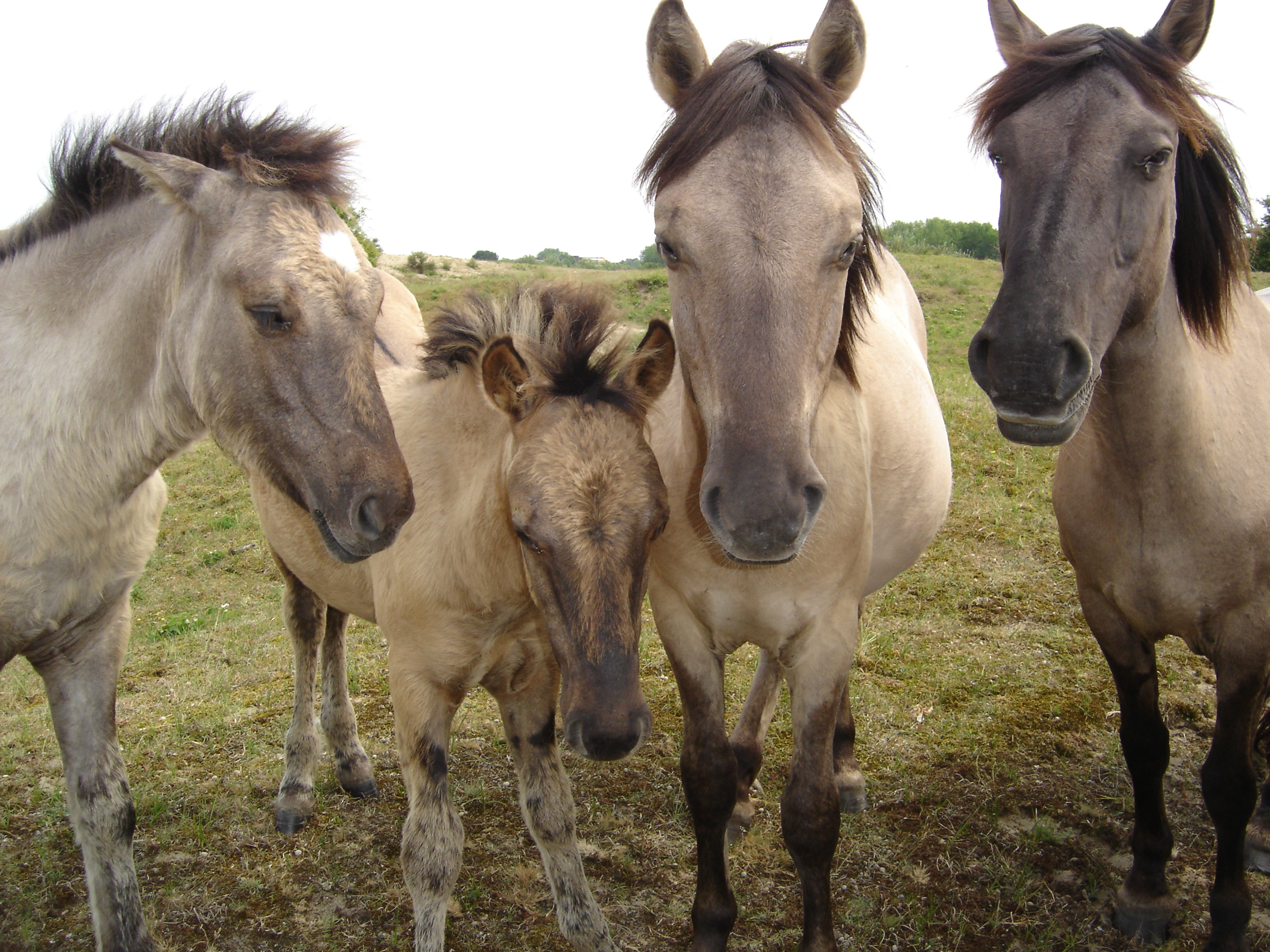 Konik 090705