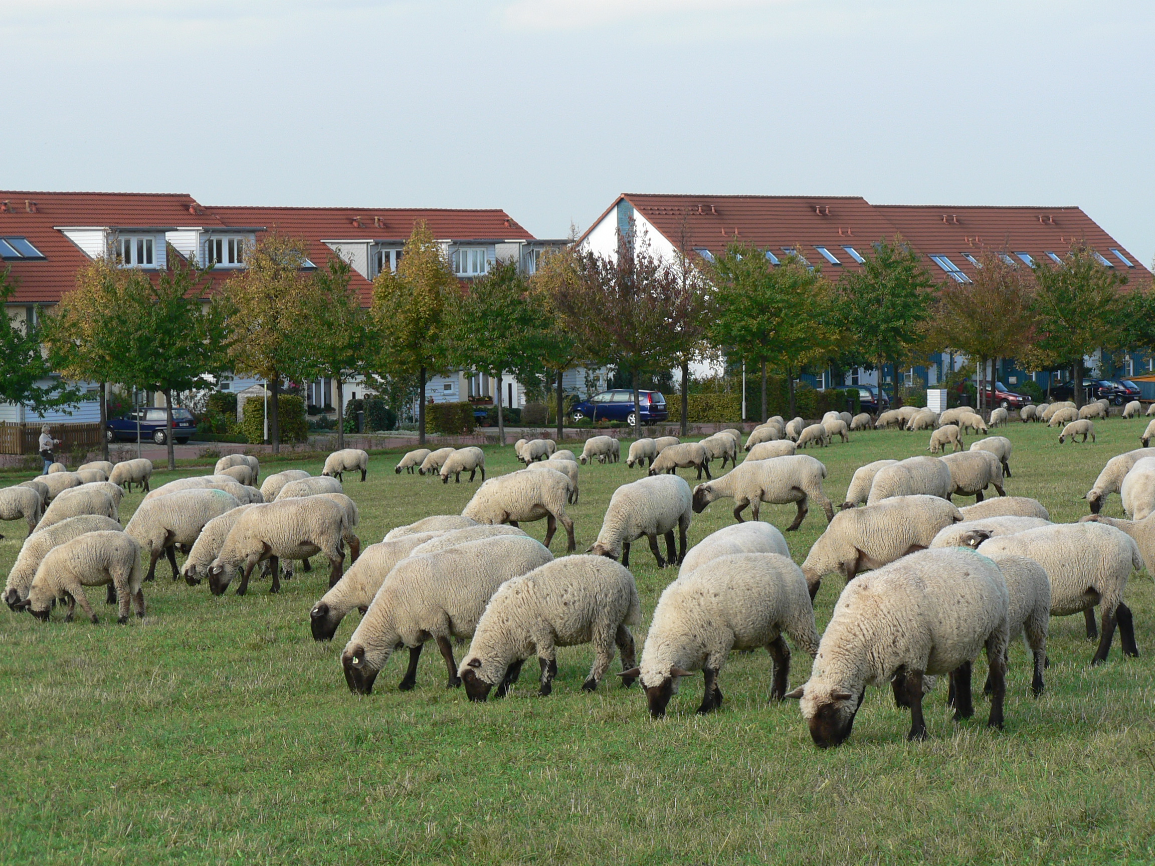 Kronsberg Almende