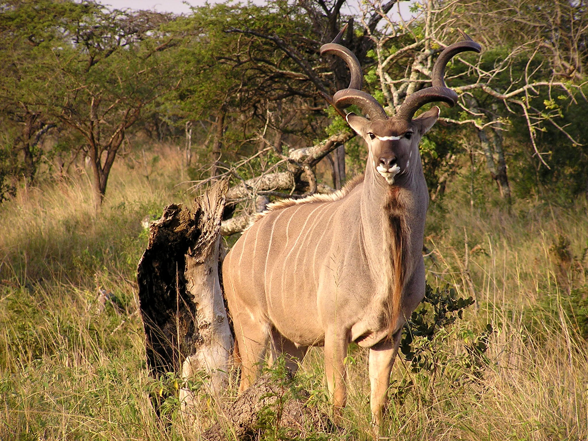 Kudu1