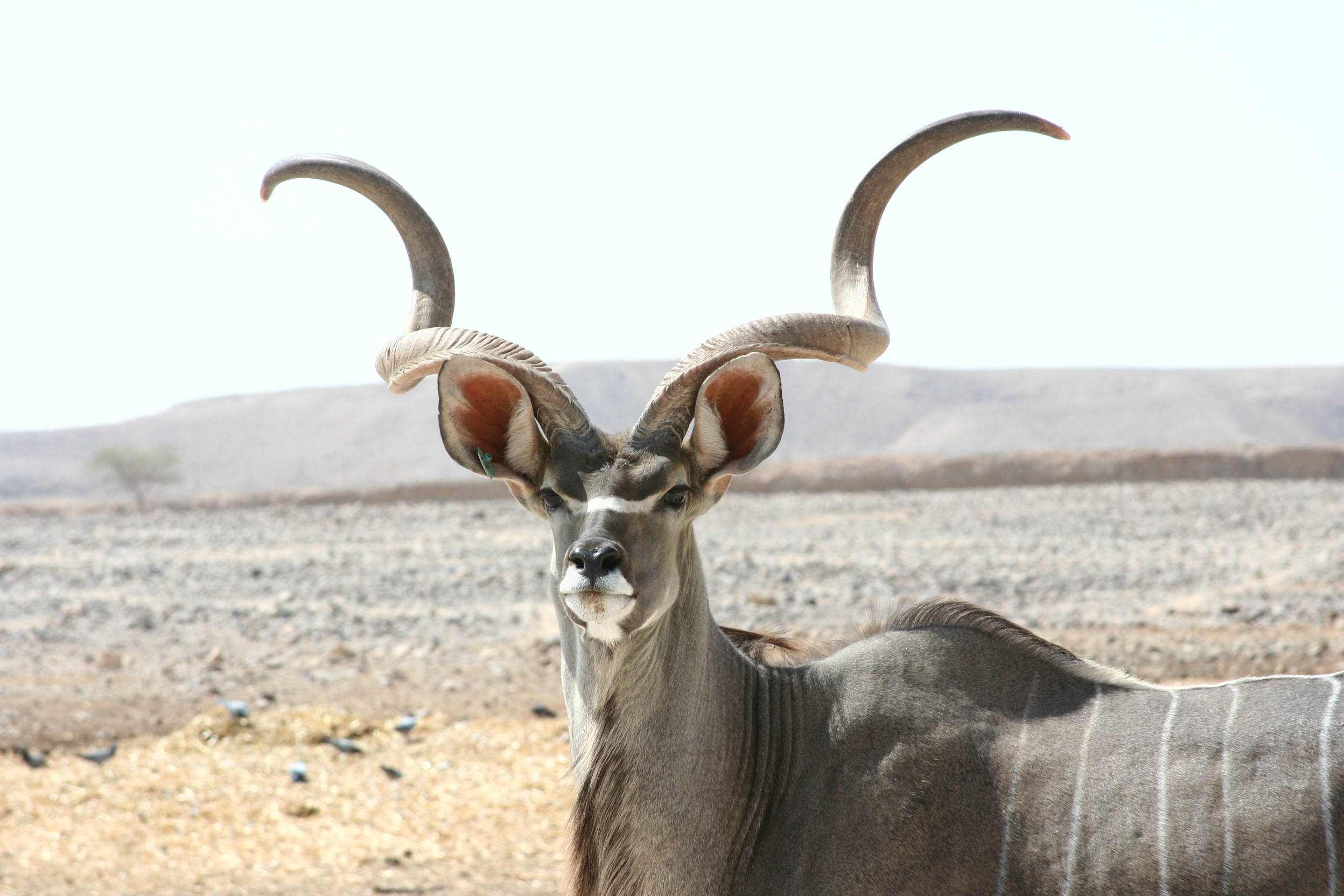 Kudu antelope 