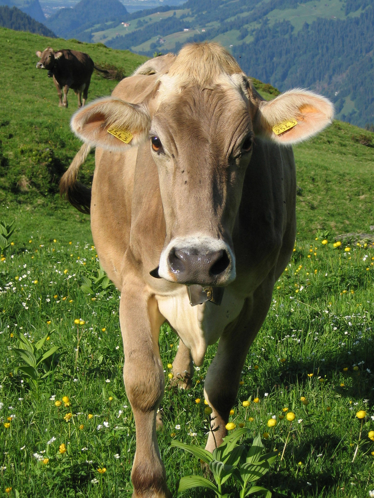 Kuh im Rätikon (Vordersäss)