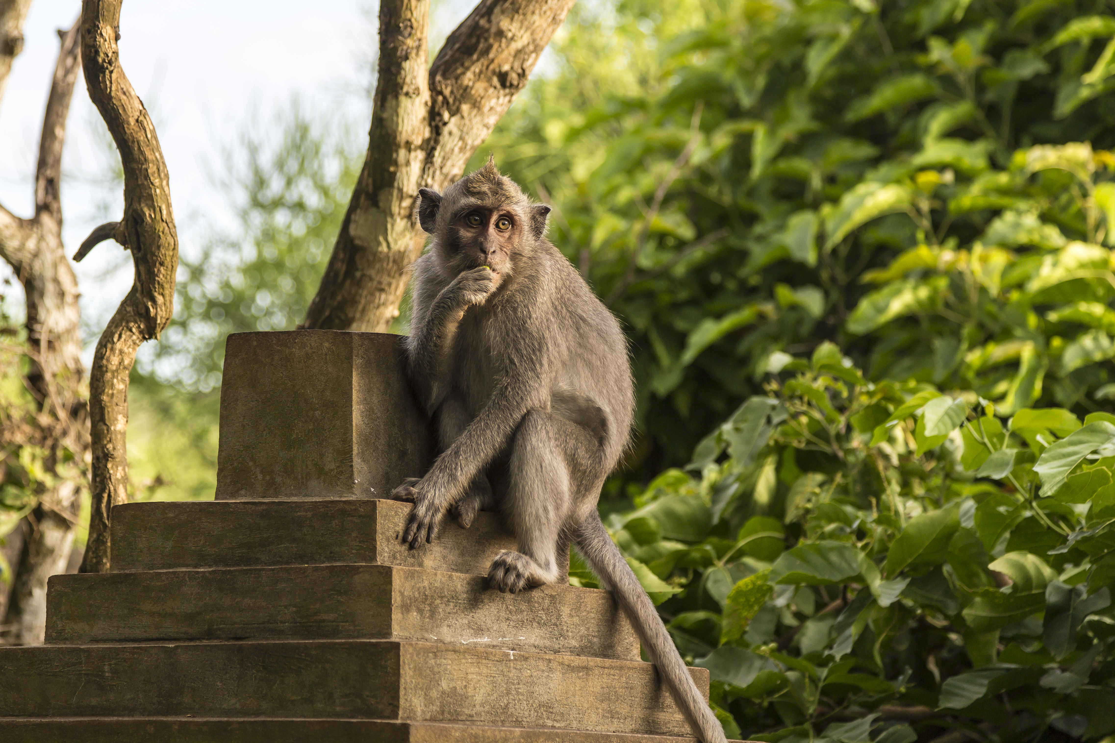 Kuta Bali Indonesia Pura-Luhur-Uluwatu-Monkeys-01