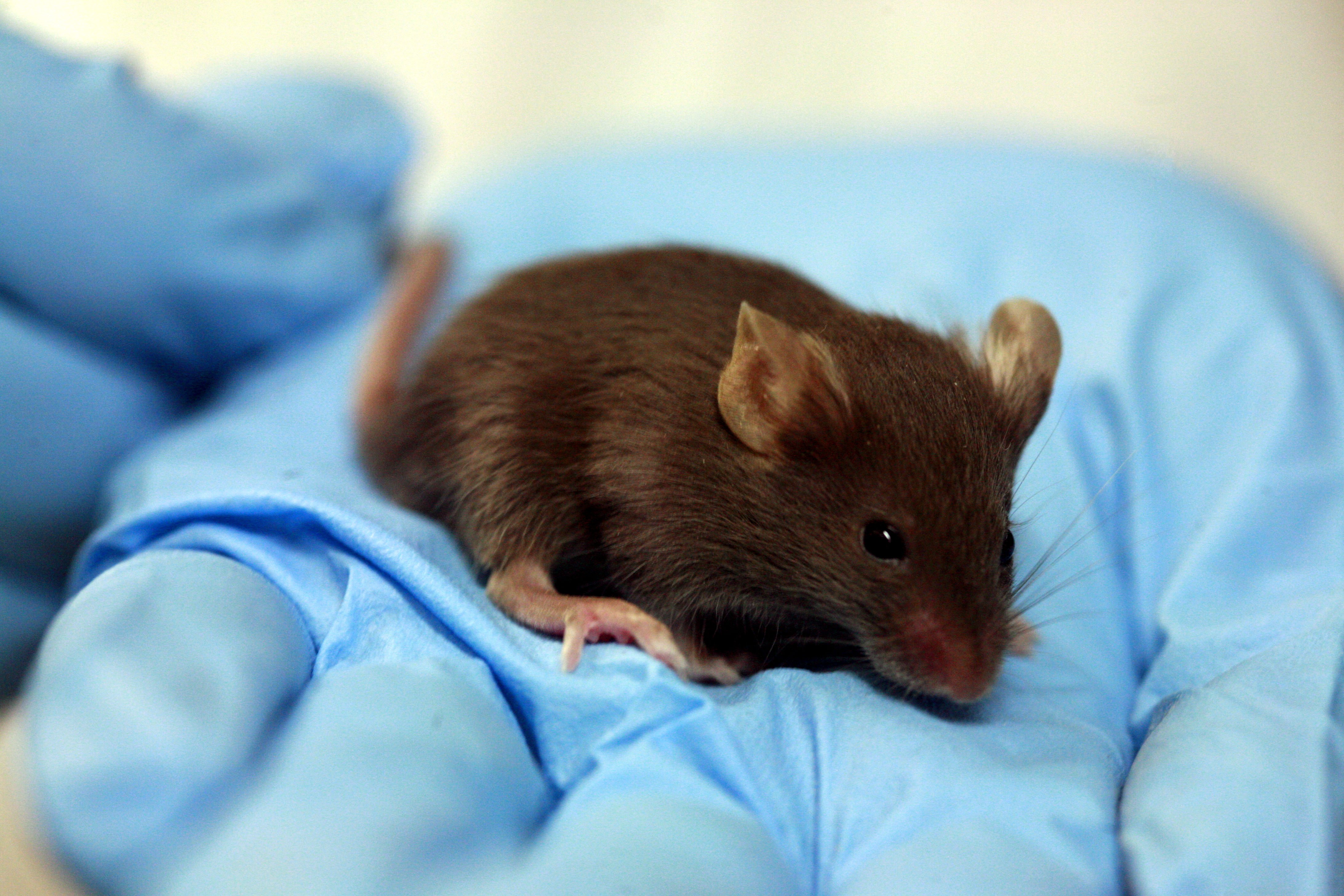 Lab mouse mg 3216