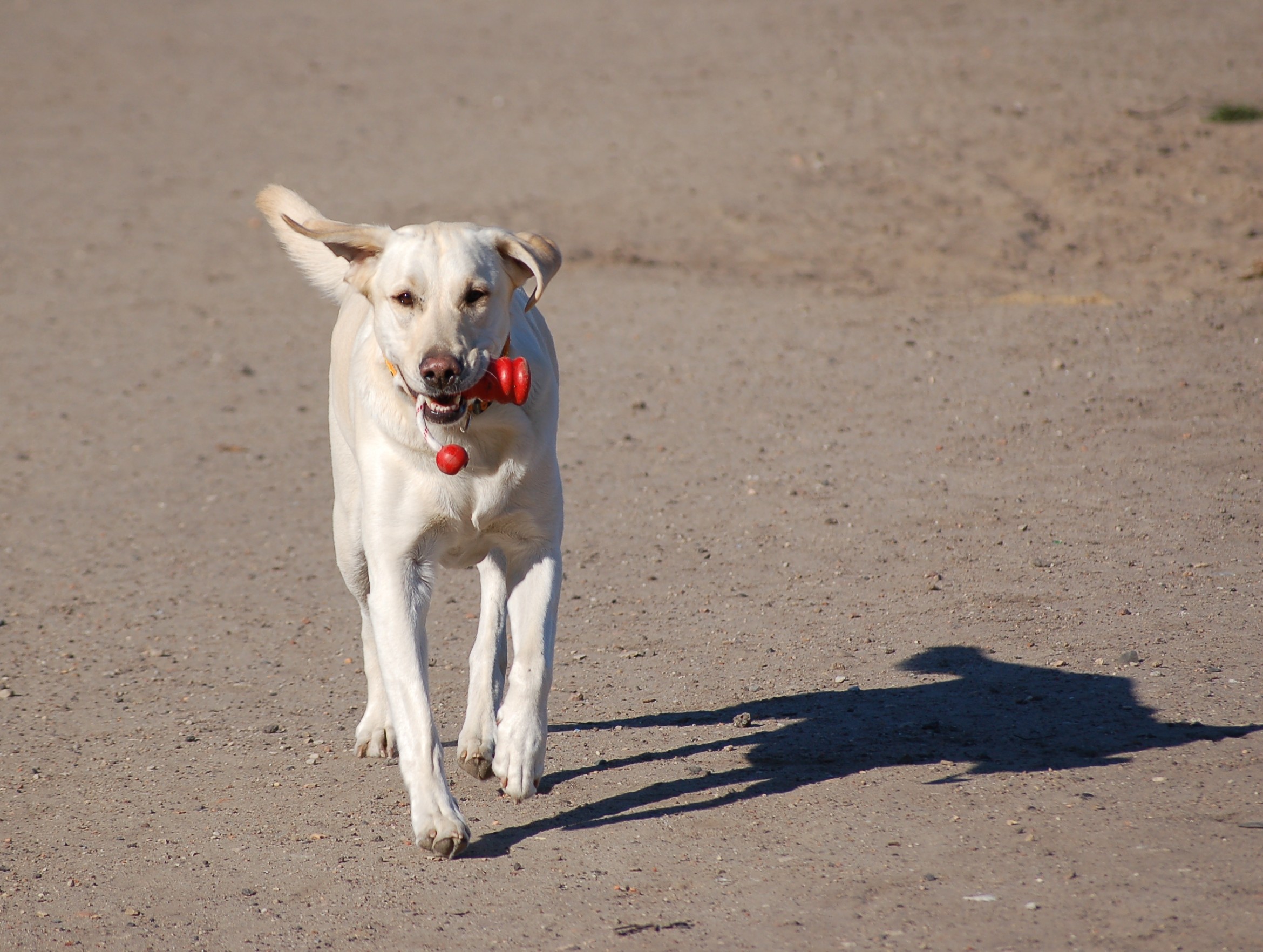 Labrador retriever beim apportieren