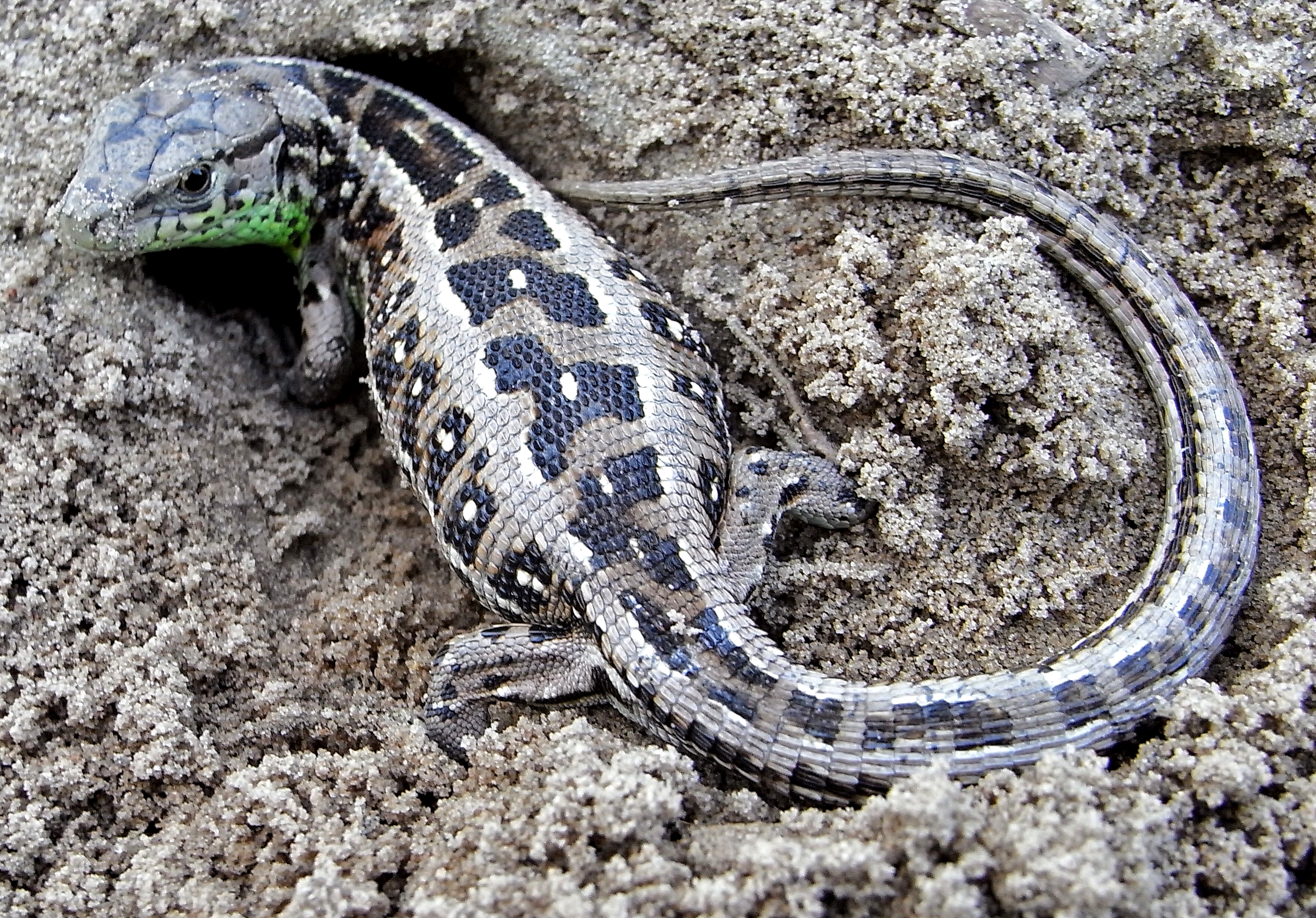 Lacerta agilis digging