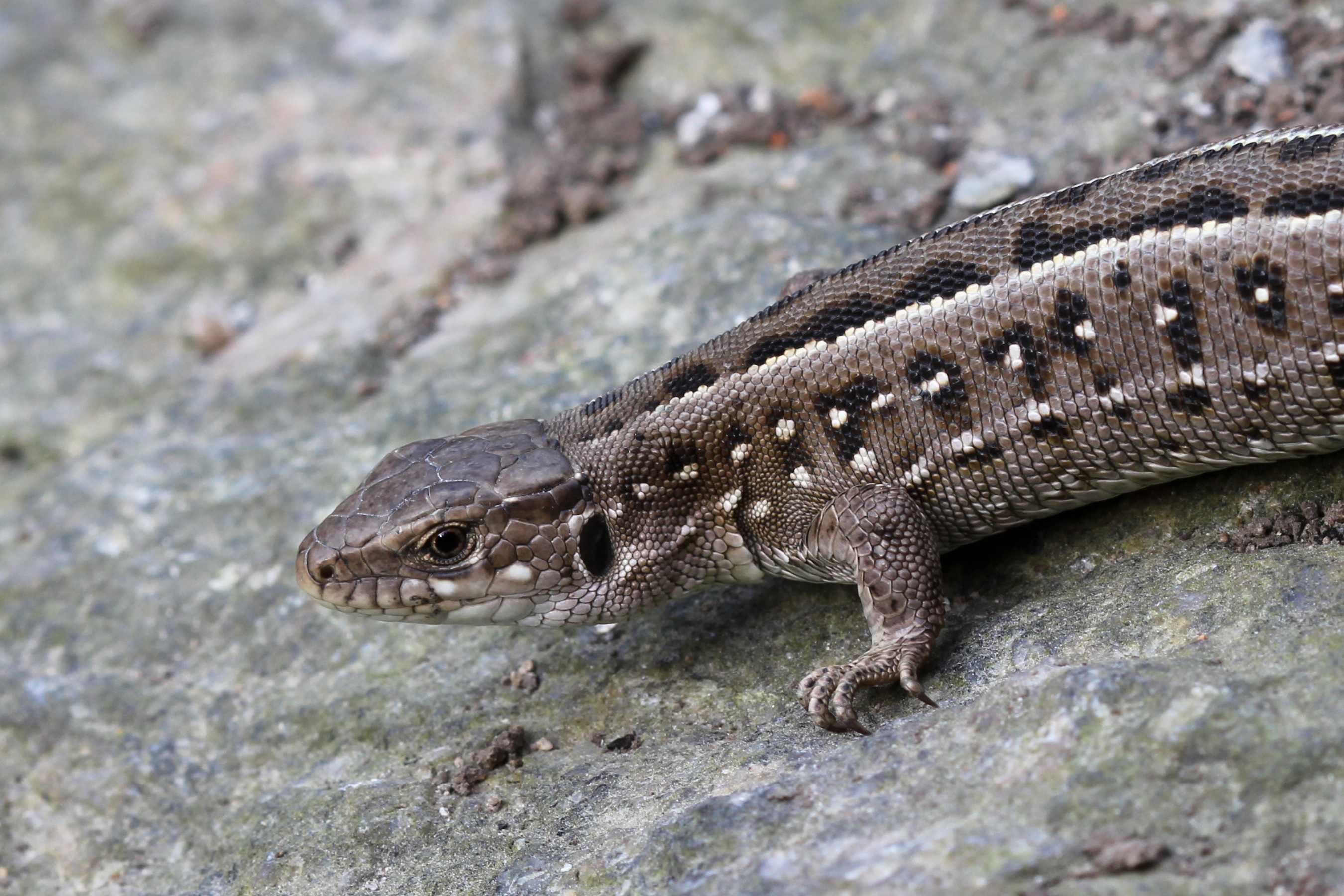 Lacerta agilis female 2013 G1
