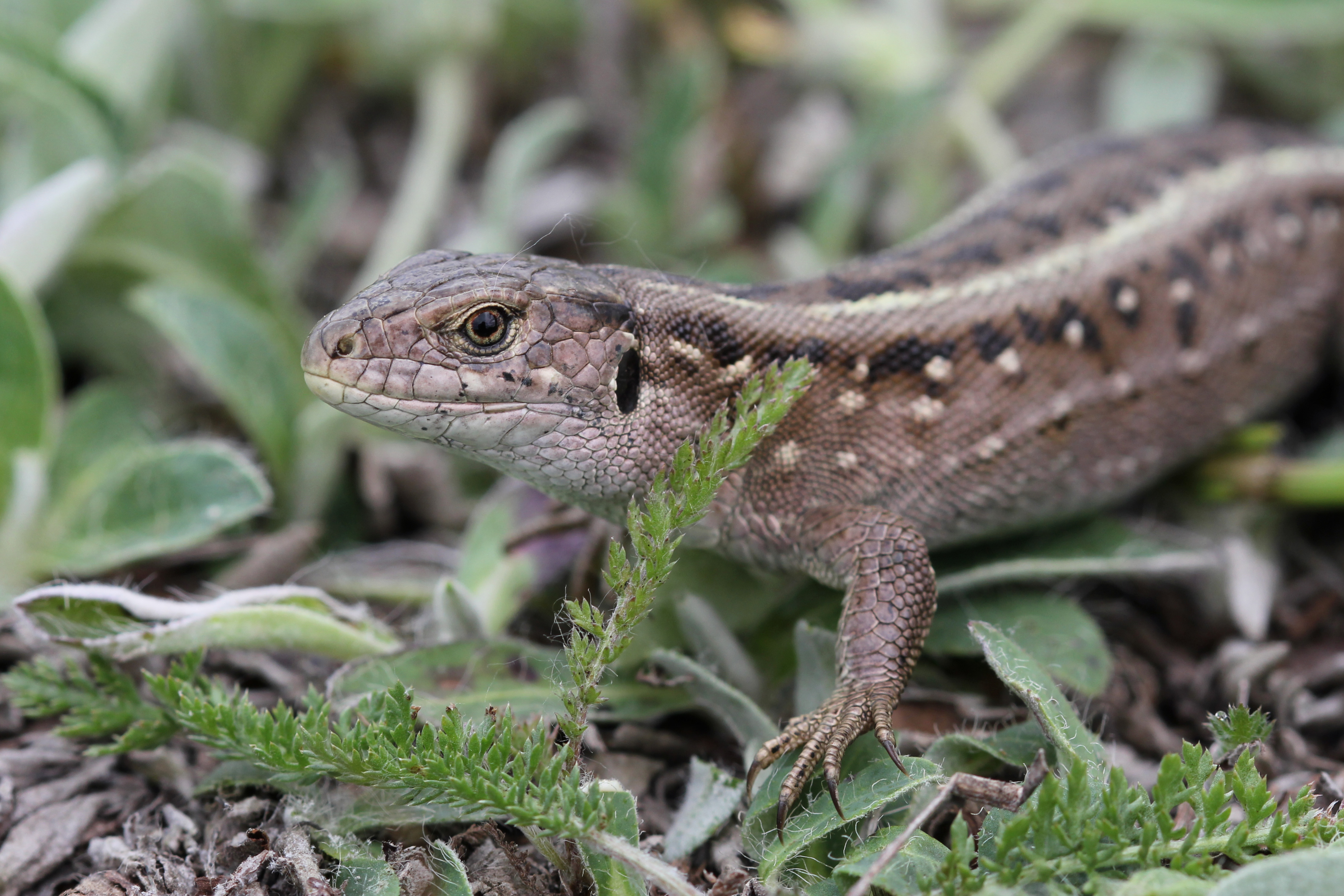 Lacerta agilis female 2013 G2