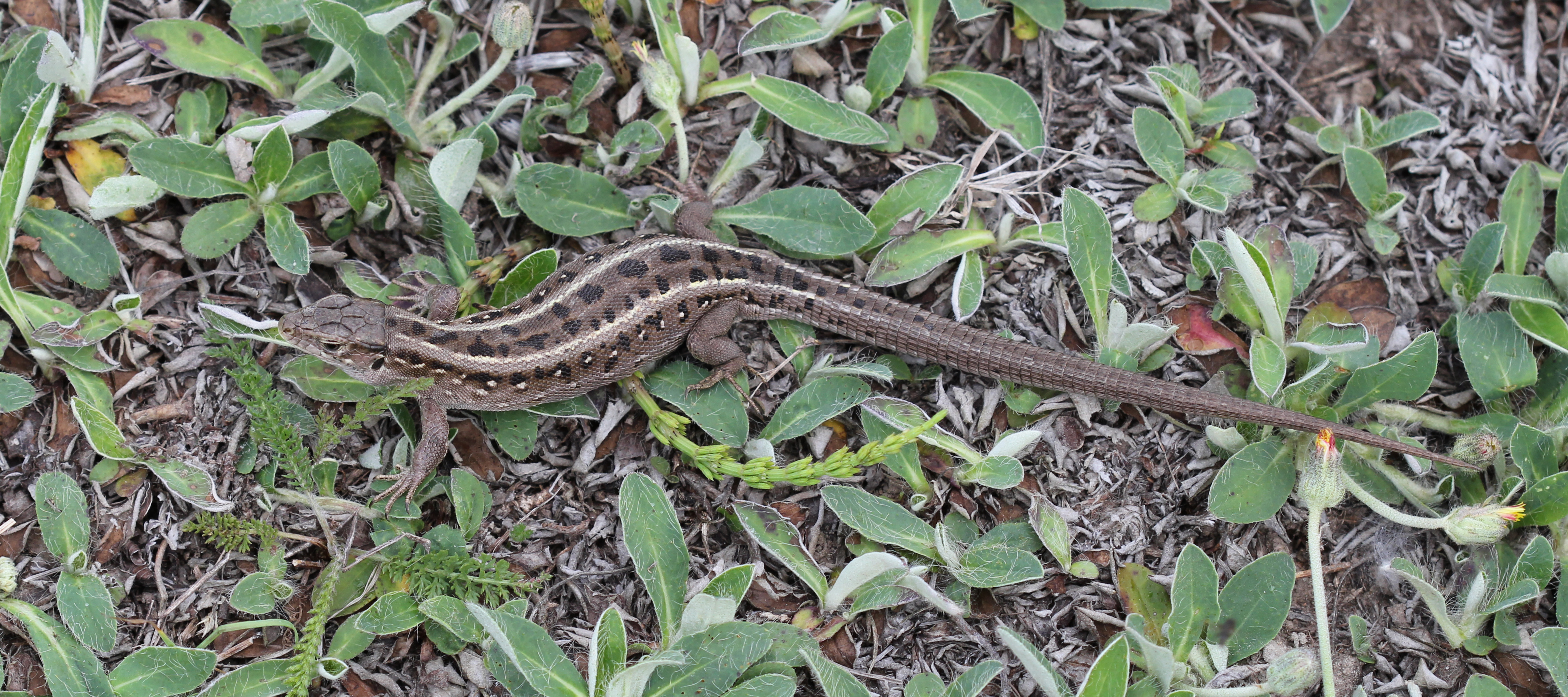 Lacerta agilis female 2013 G3