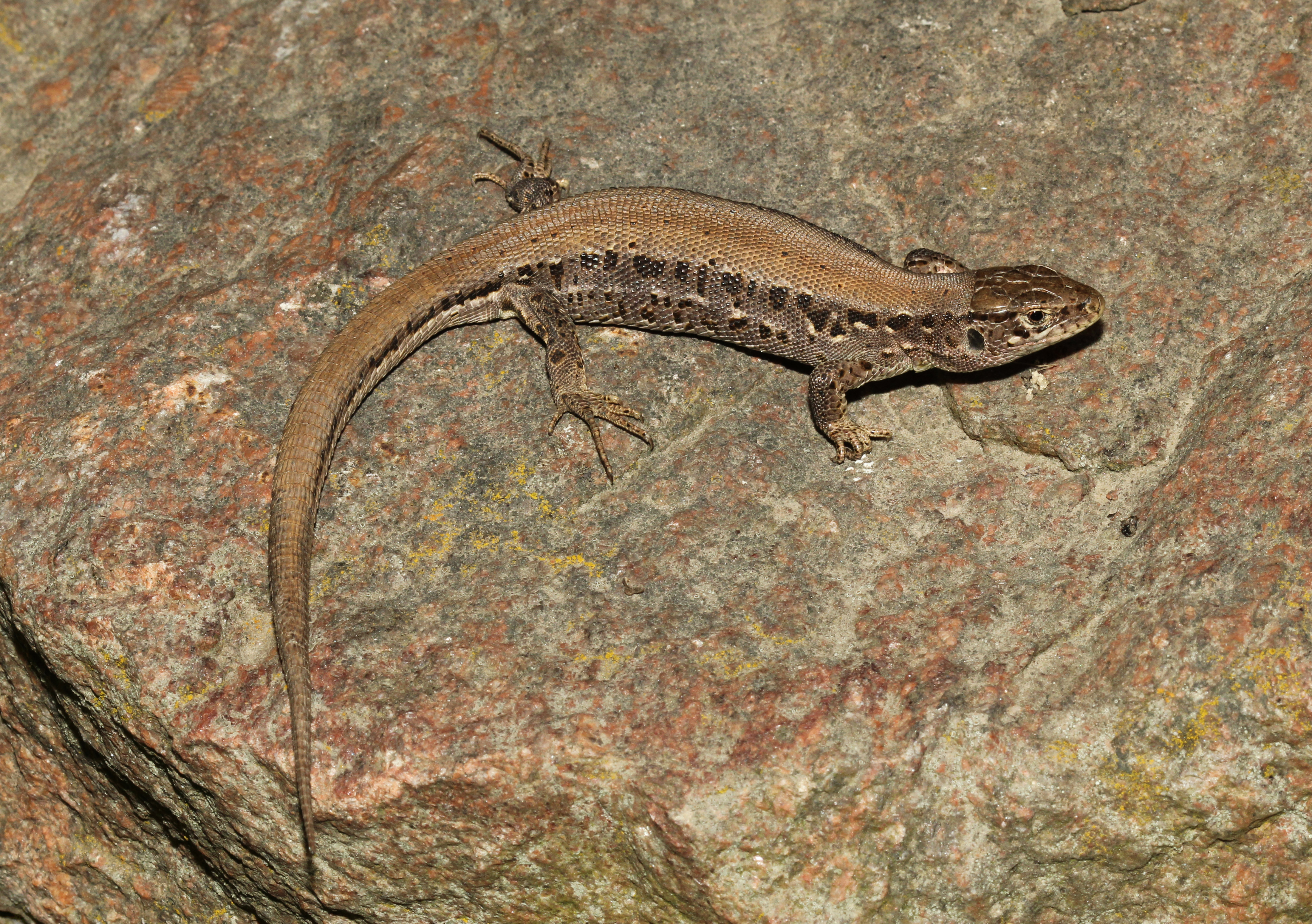 Lacerta agilis female 2014 G2