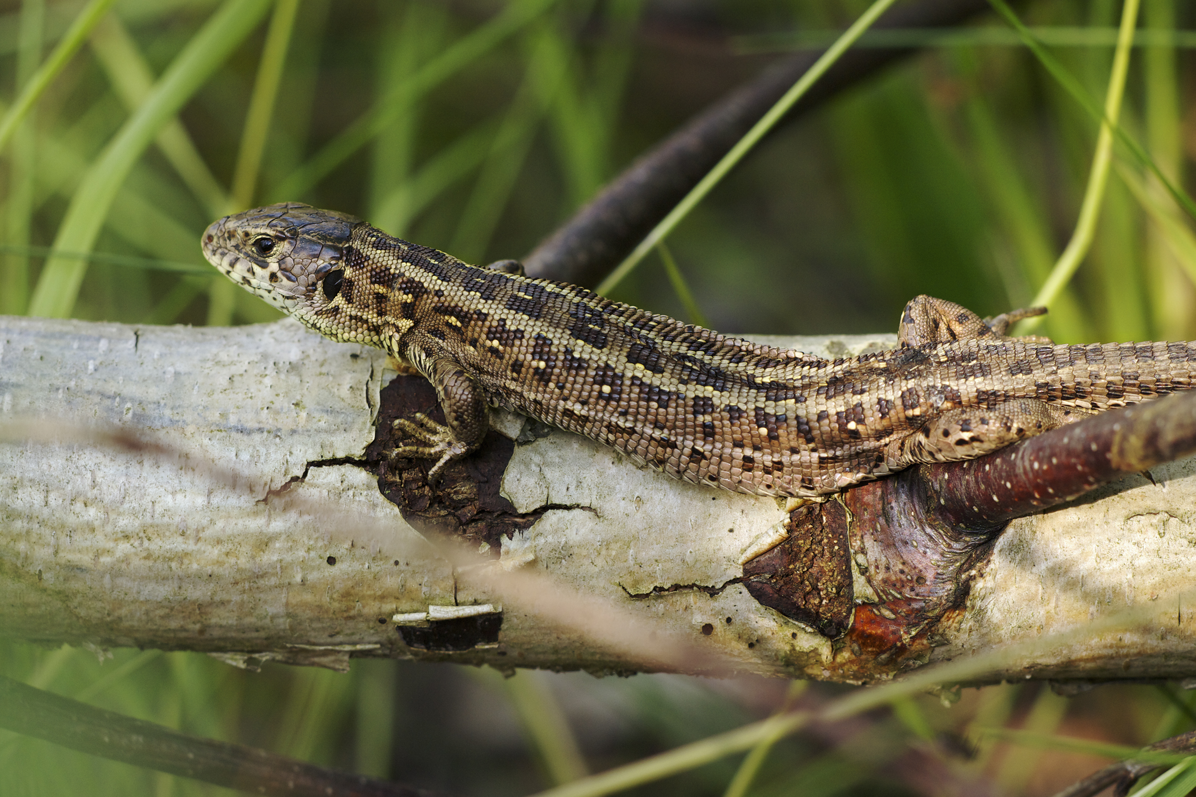 Lacerta agilis LC0388