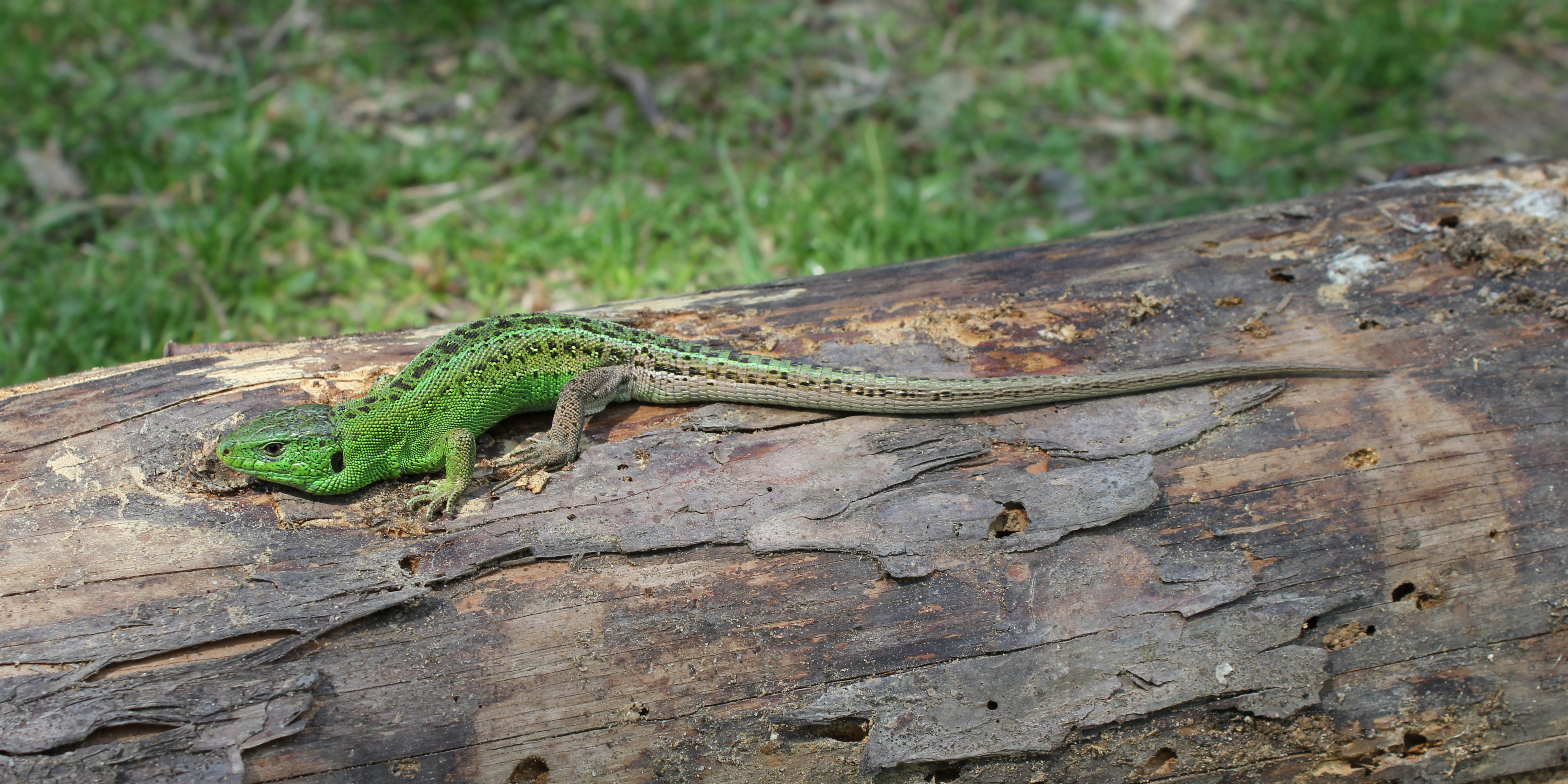Lacerta agilis male 2011 G1