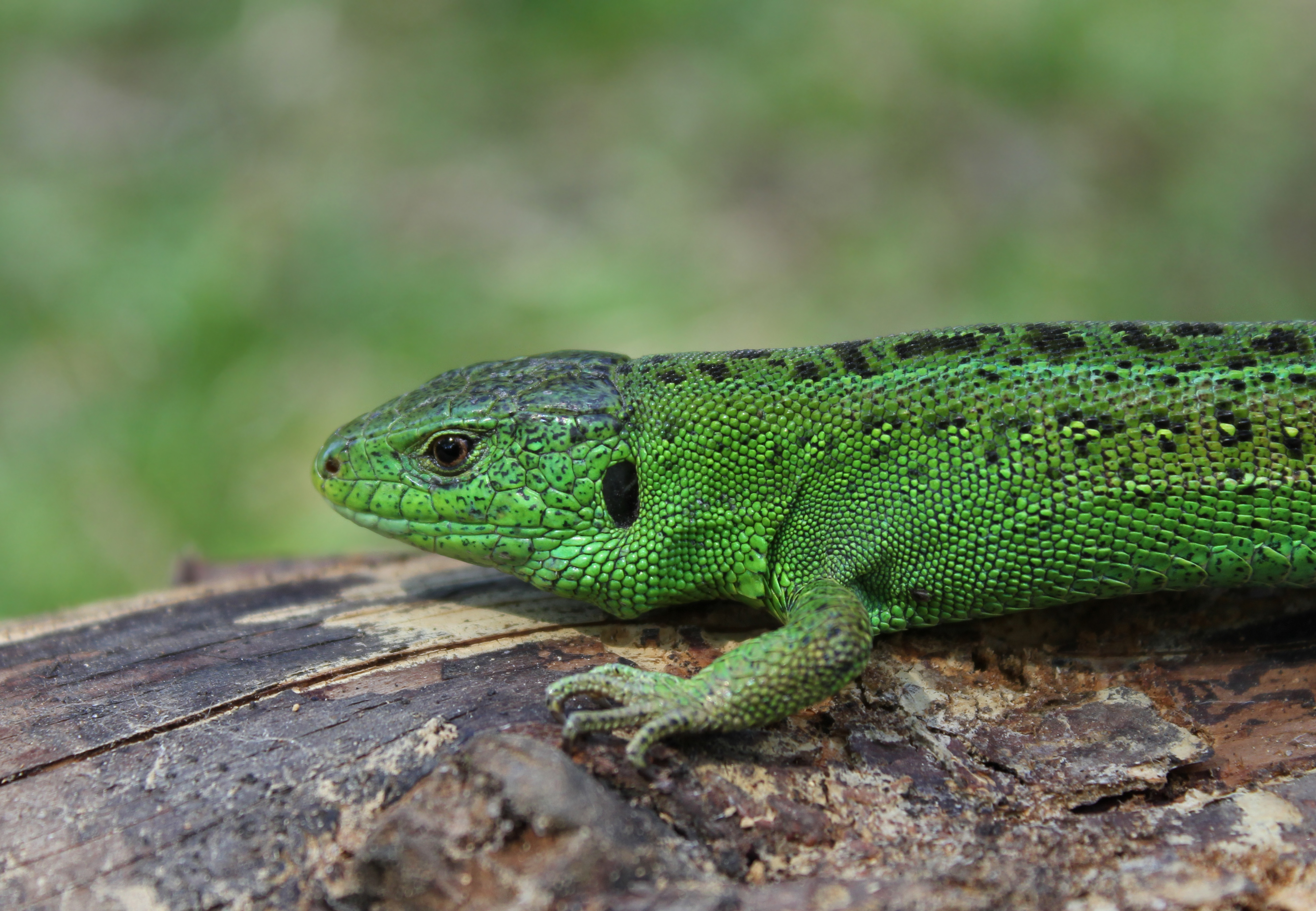 Lacerta agilis male 2011 G3