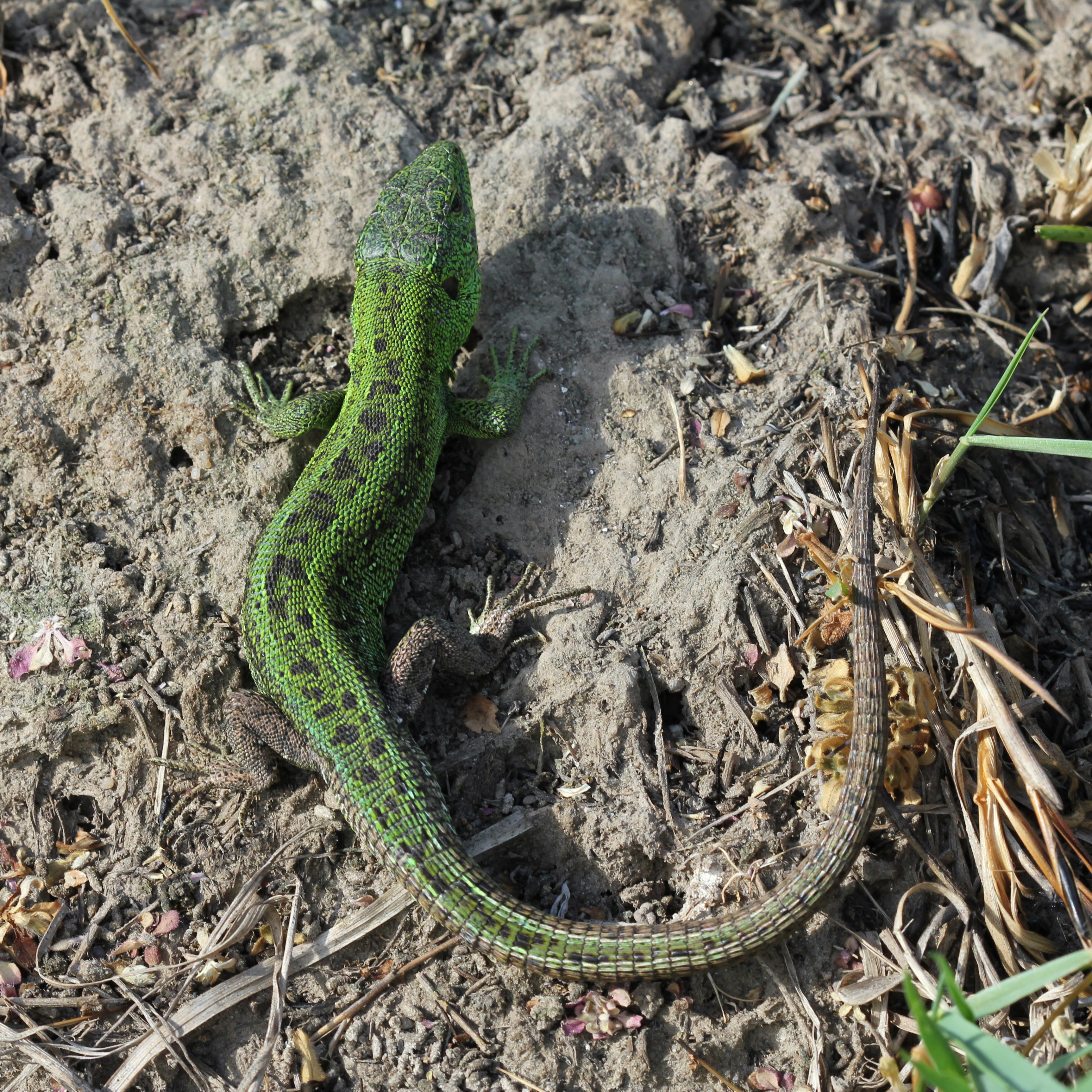Lacerta agilis male 2013 G2