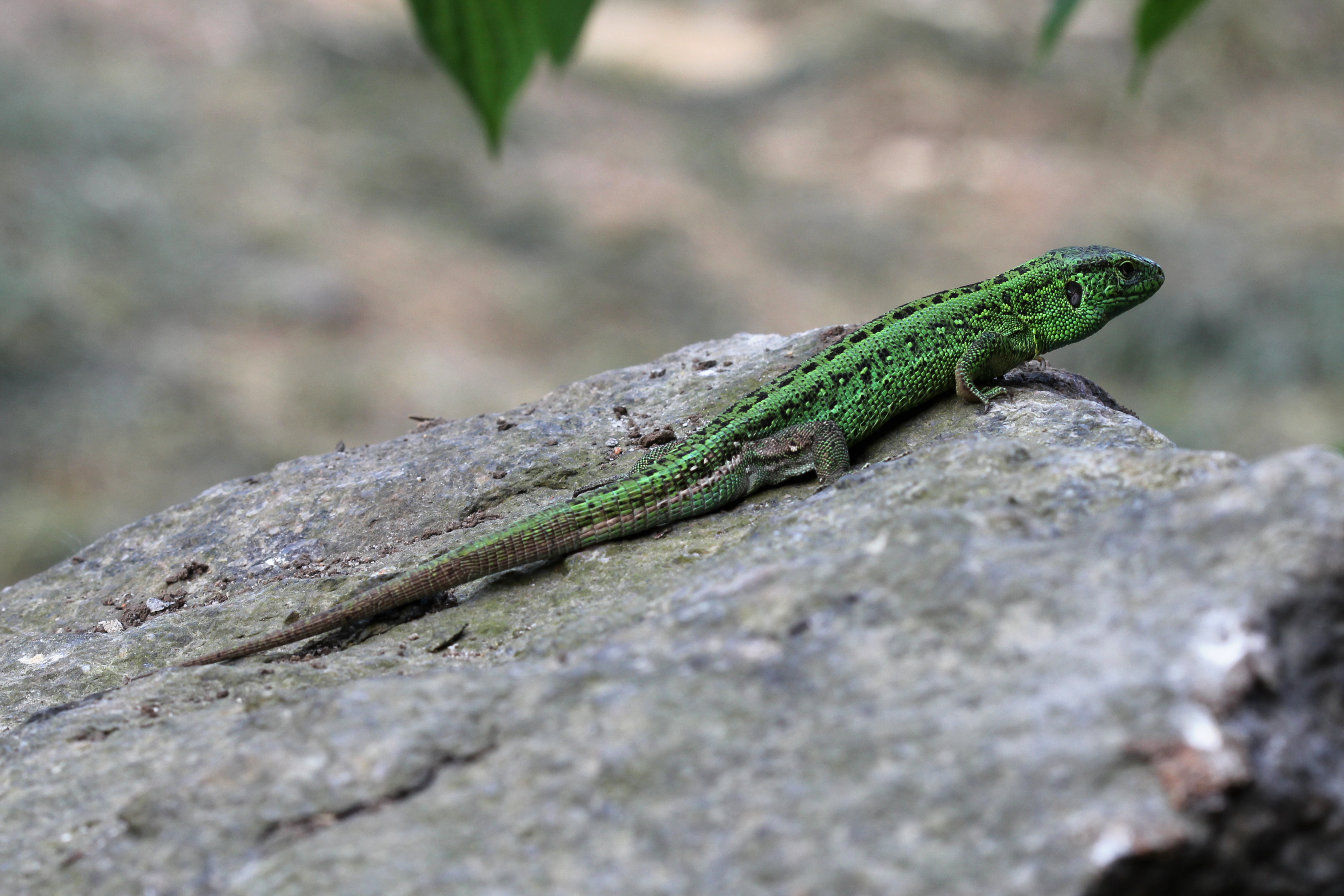 Lacerta agilis male 2013 G3