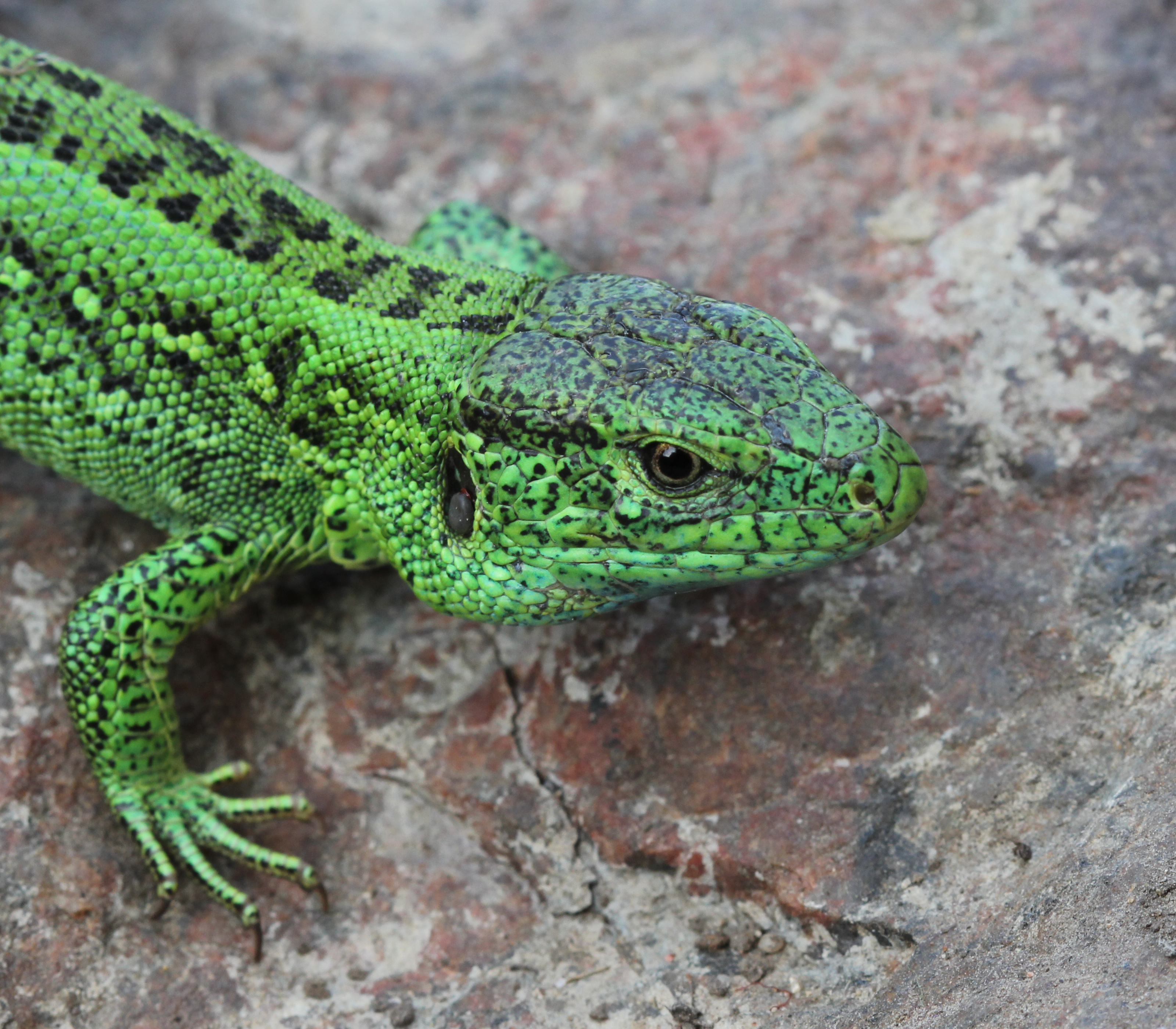 Lacerta agilis male 2013 G5
