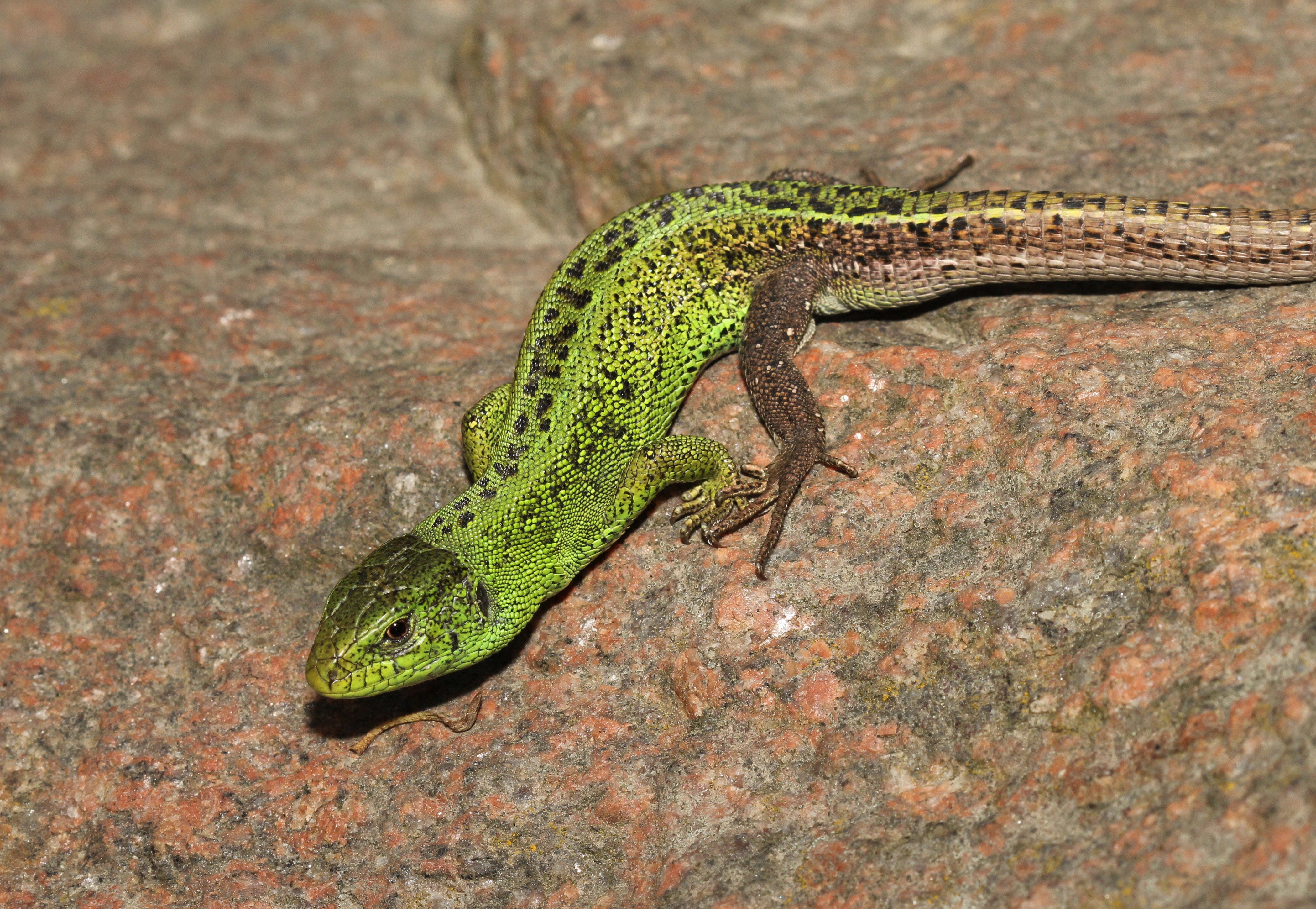 Lacerta agilis male 2014 G2