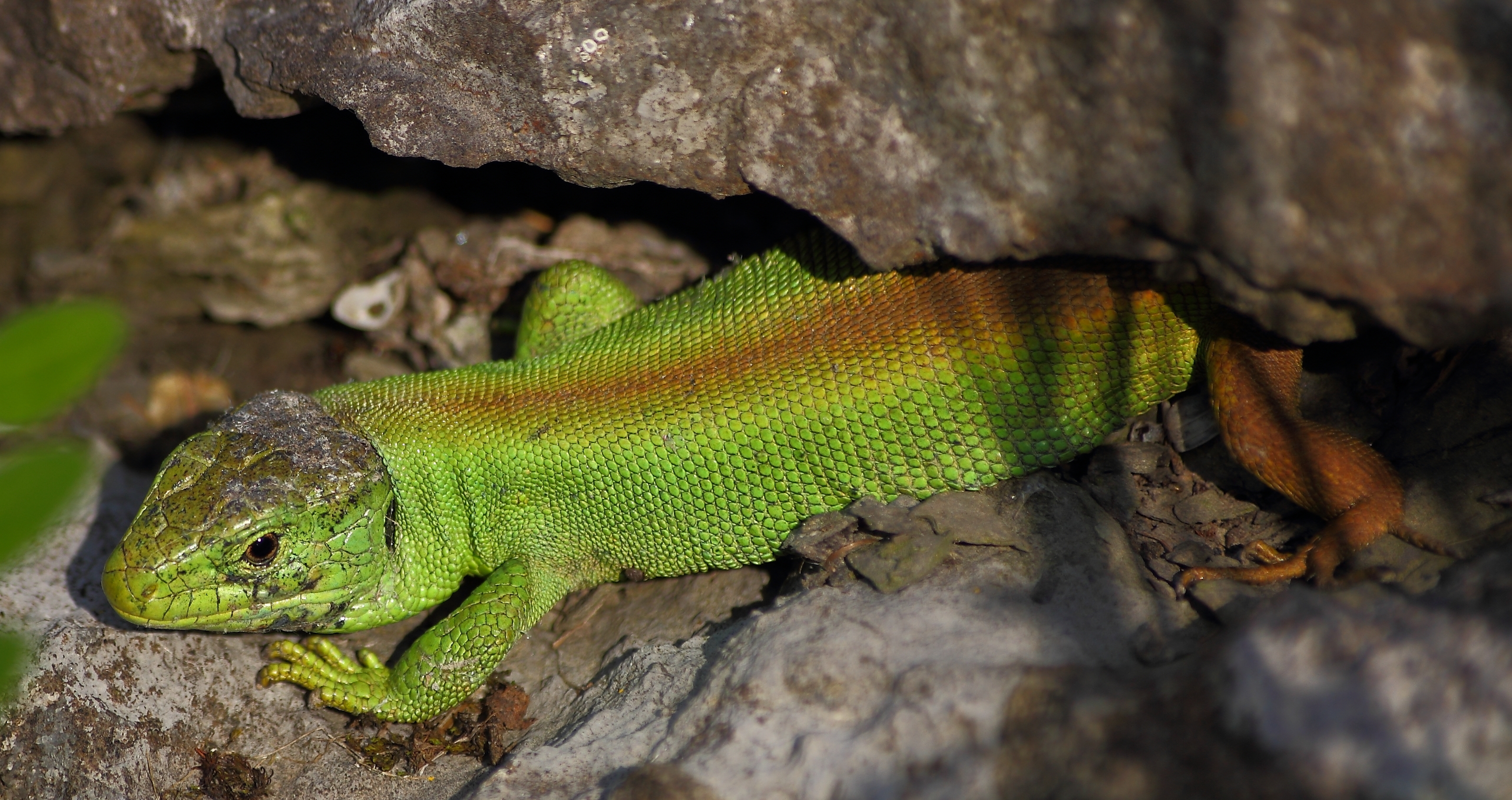 Lacerta agilis male concolor