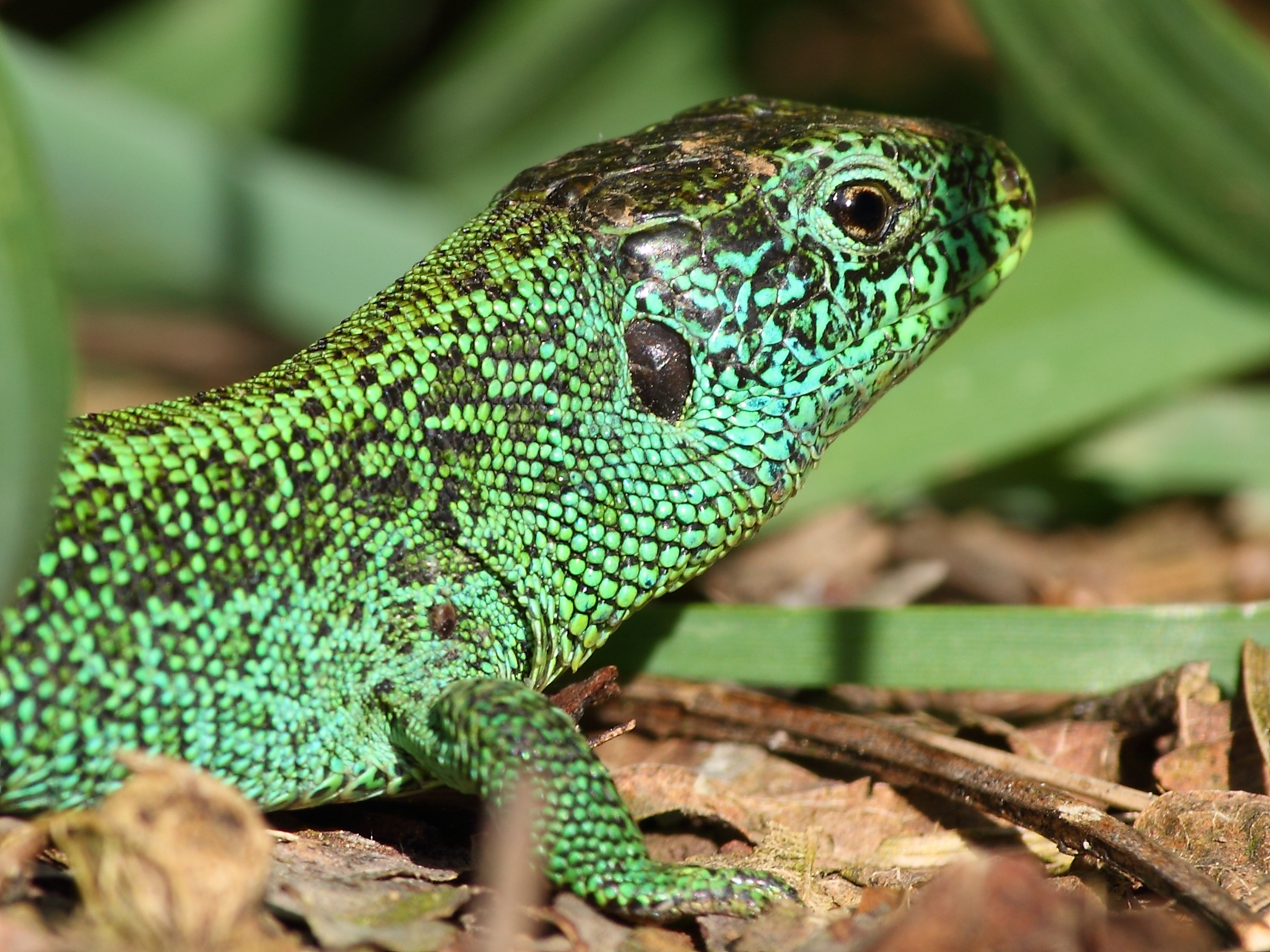 Lacerta agilis male portrait