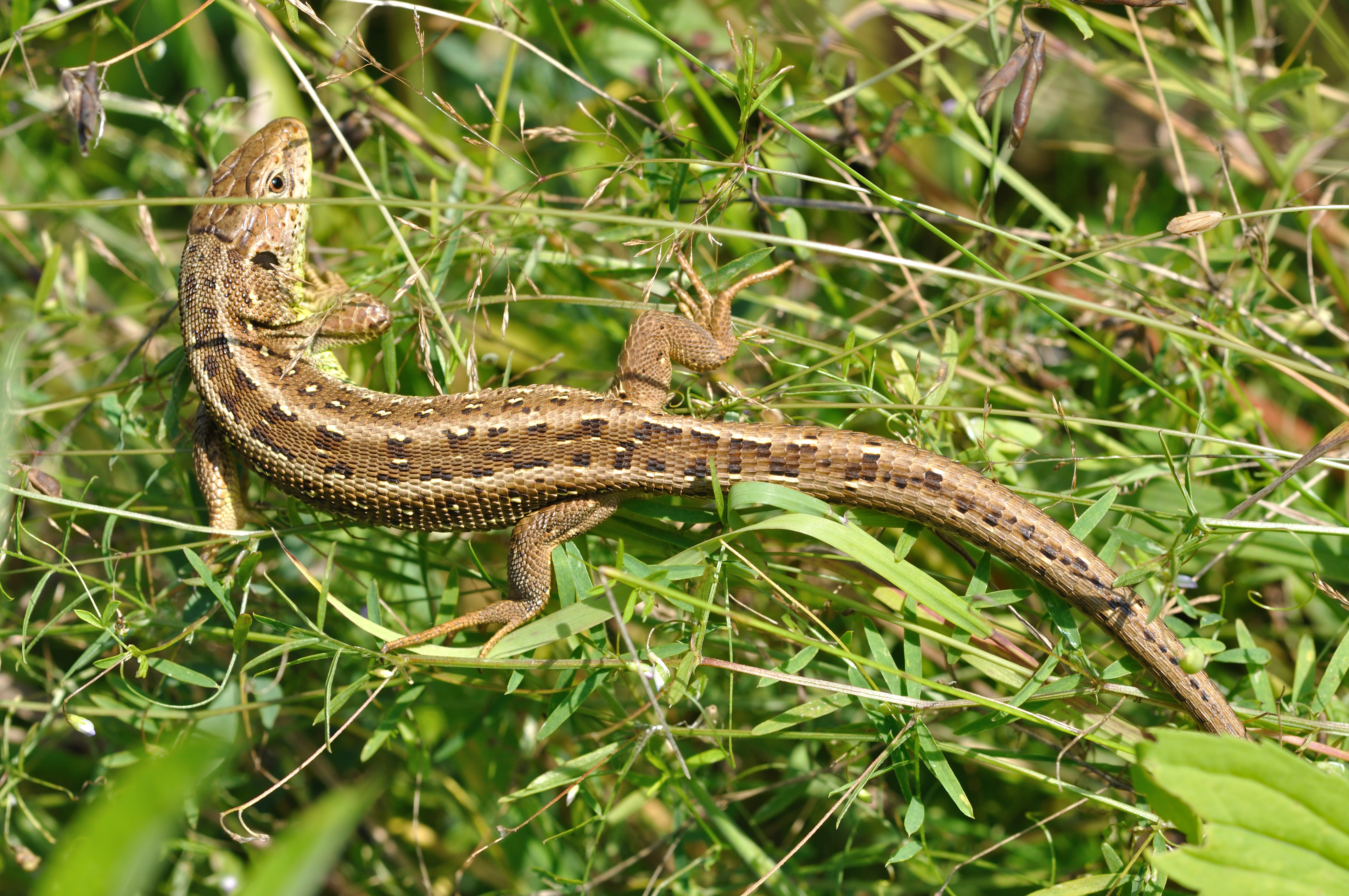 Lacerta agilis qtl1