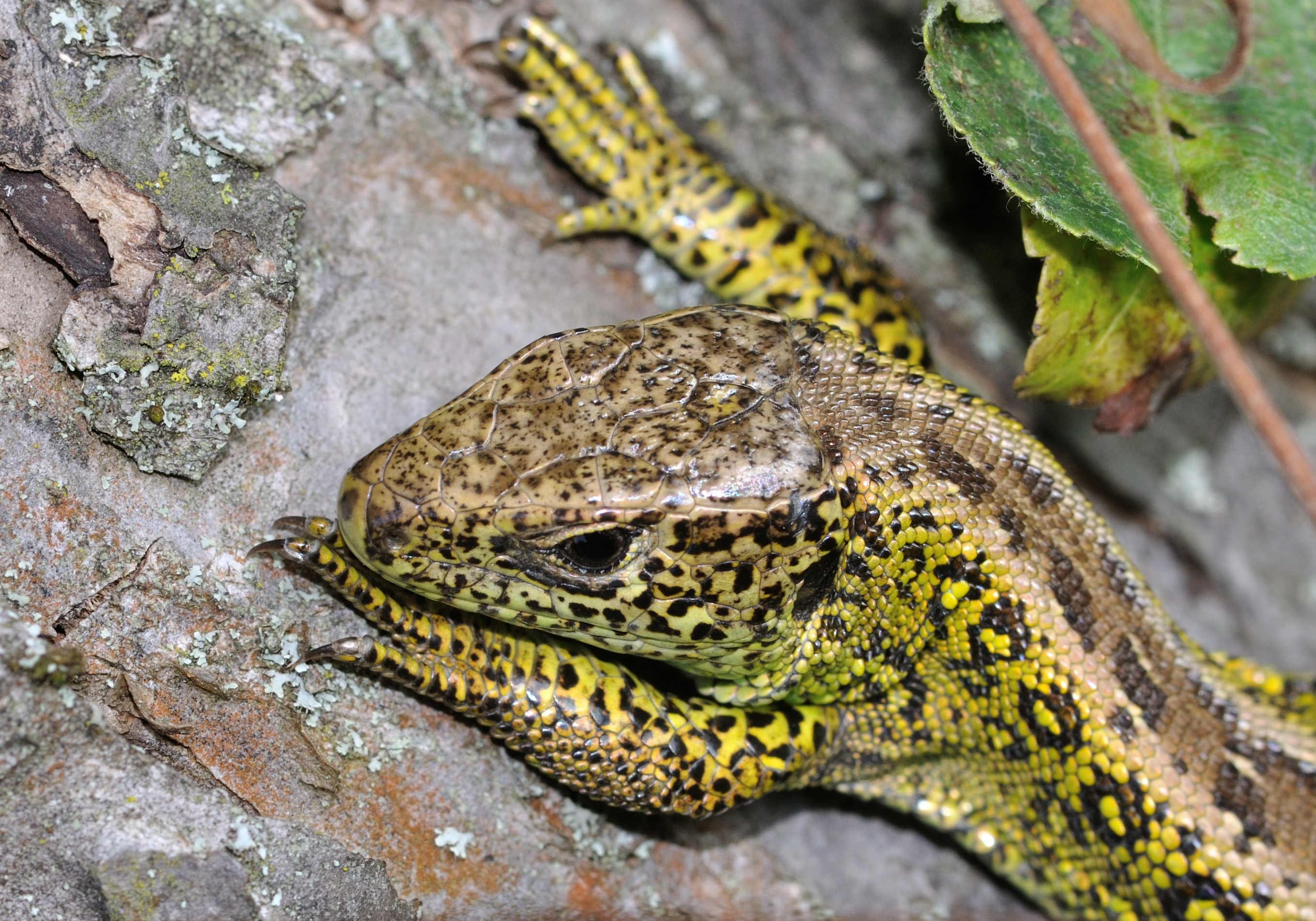 Lacerta agilis qtl2