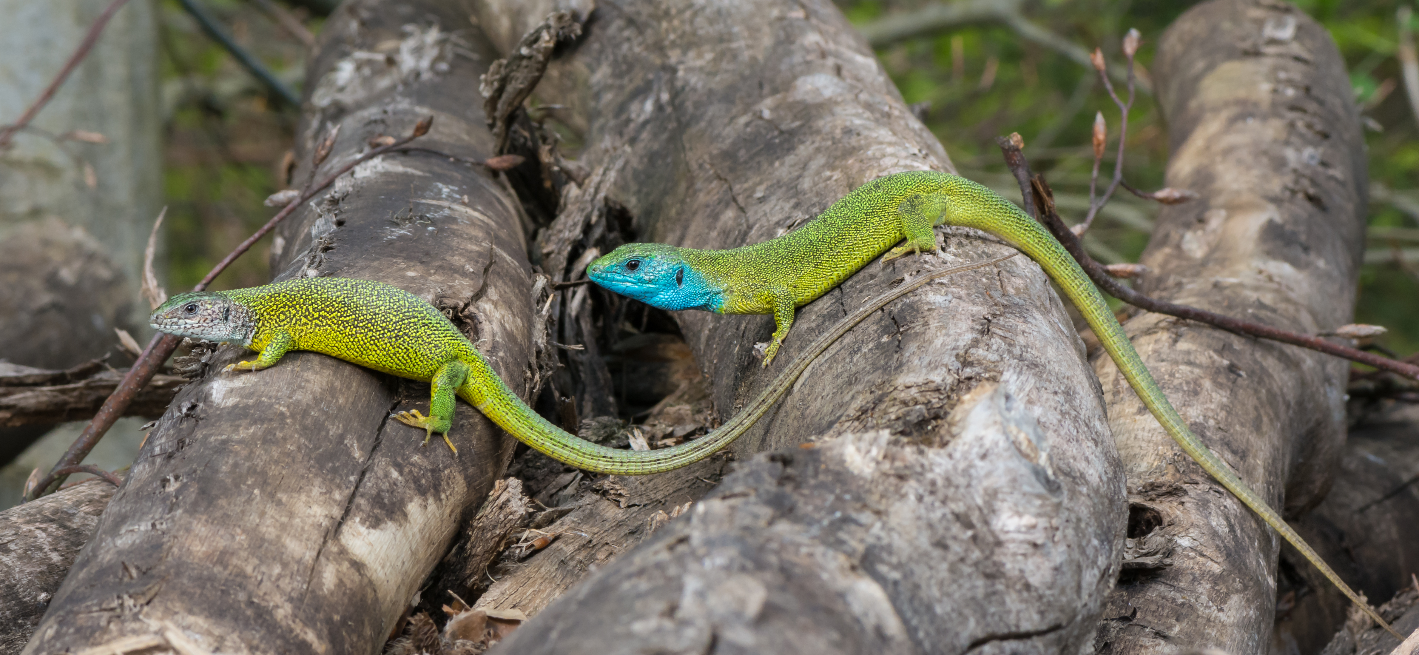 Lacerta viridis - couple 02