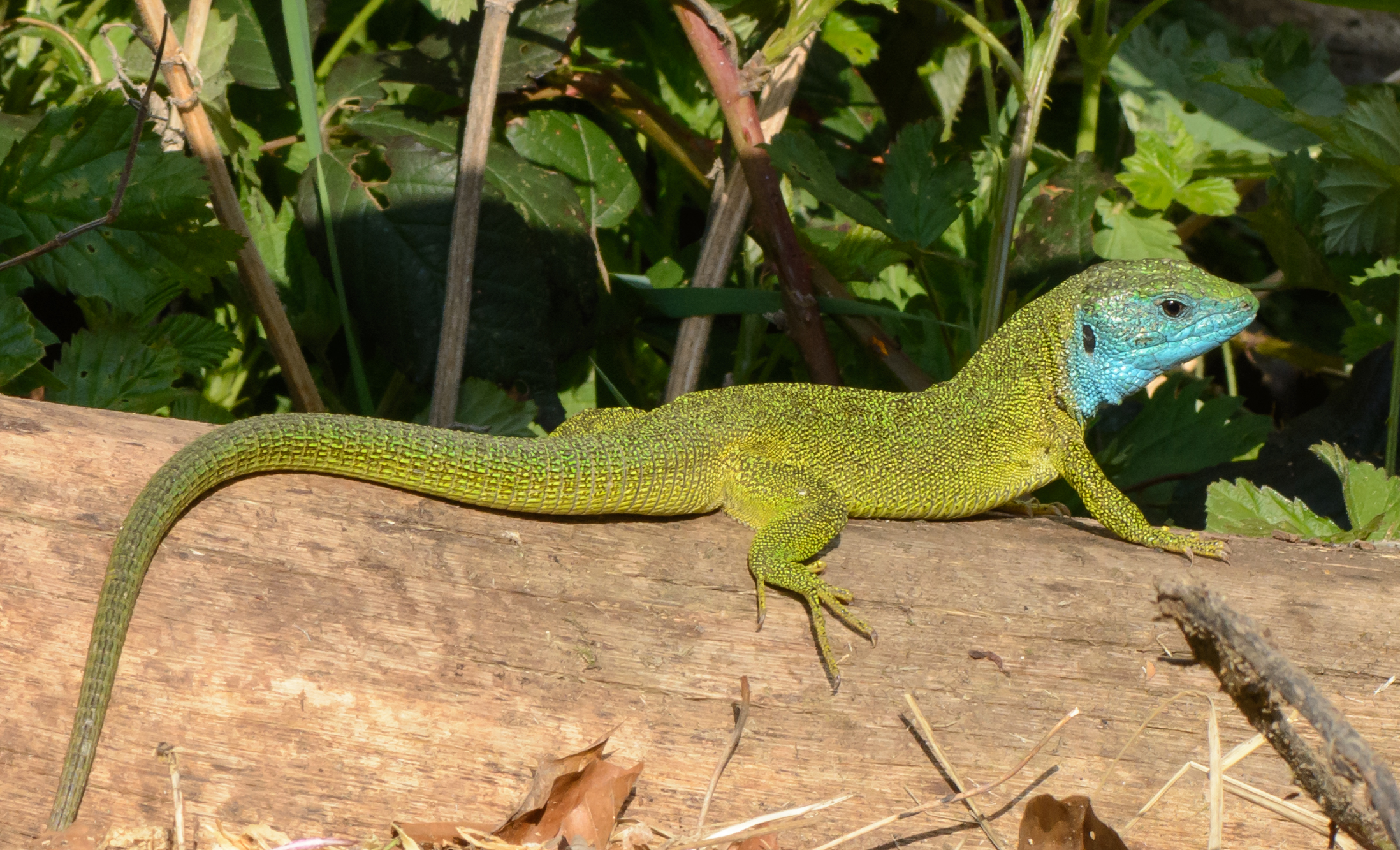 Lacerta viridis - male 01