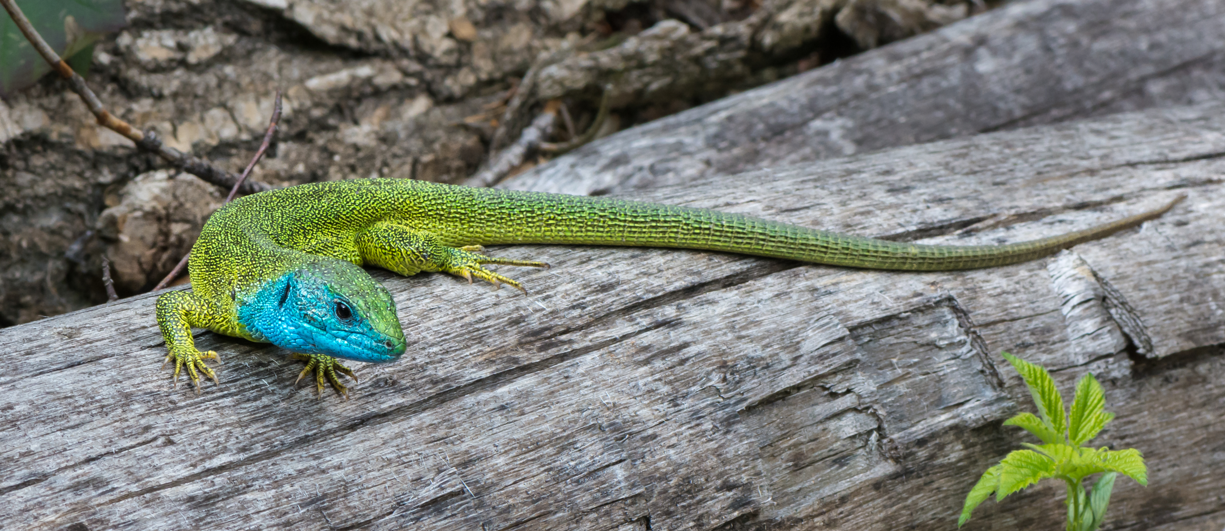 Lacerta viridis - male 02