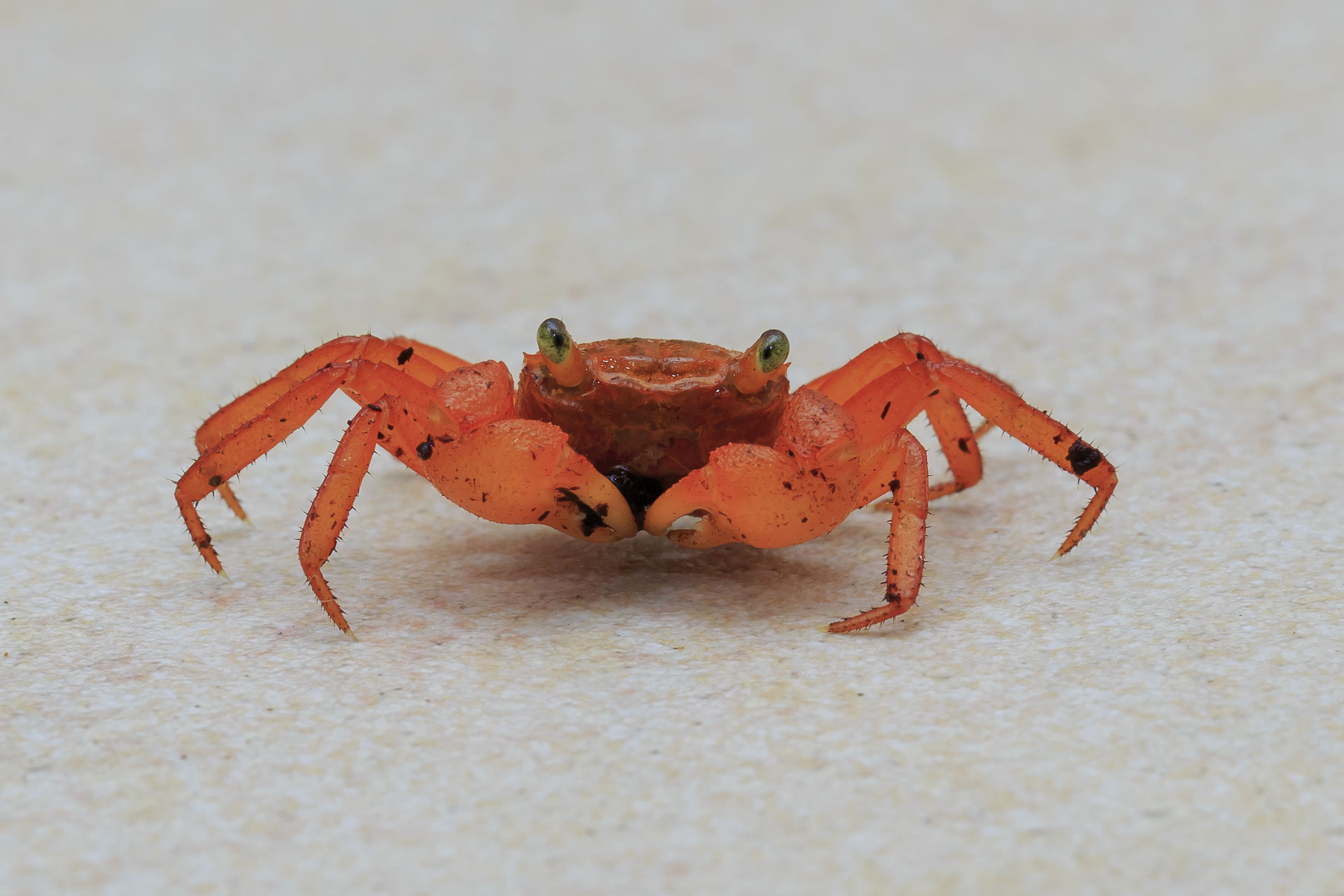 Lahad-Datu Sabah Mount-Silam-Red-Crab-Geosesarma-aurantium-02