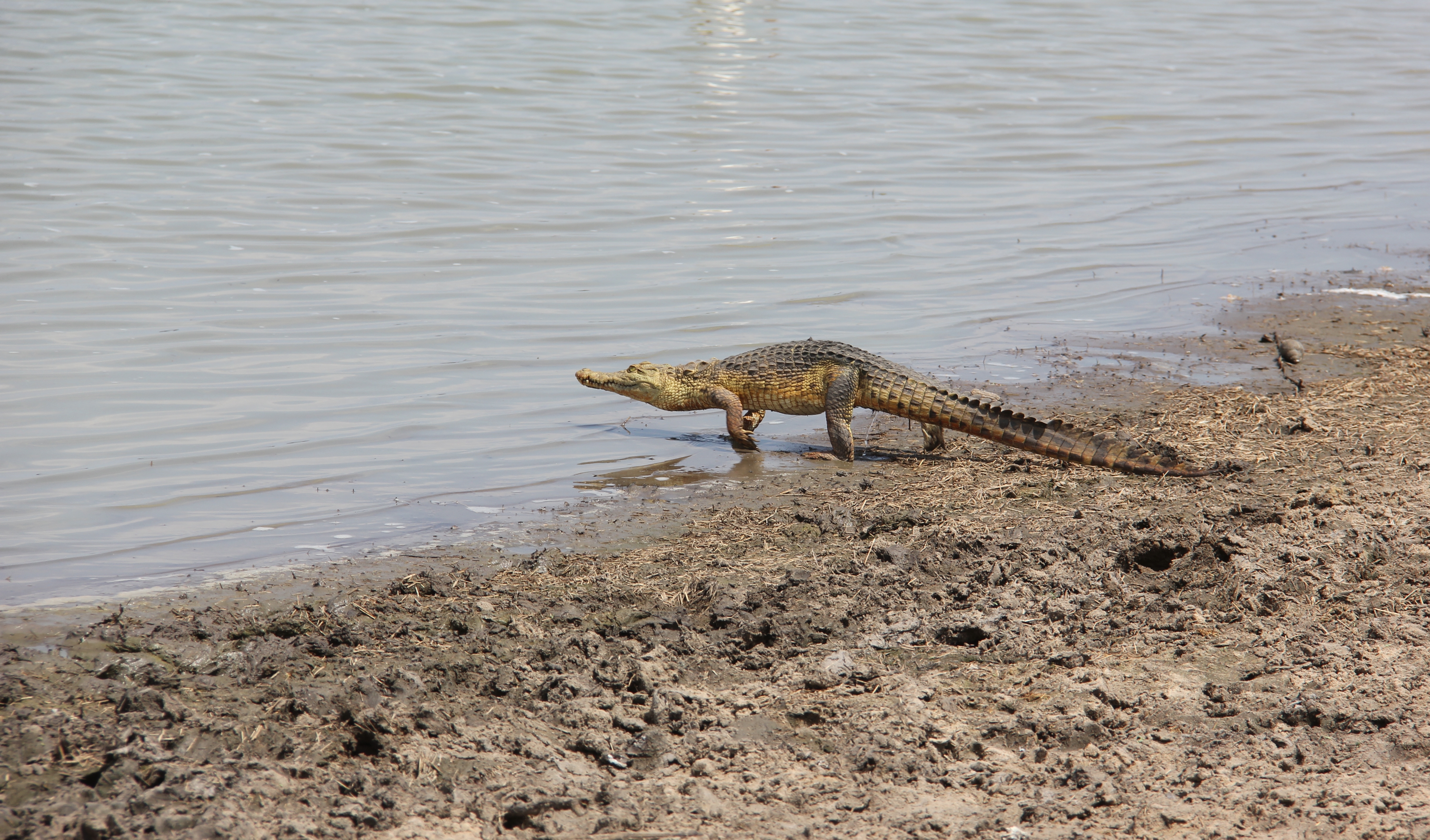 Laika ac Crocodile (9841031226)