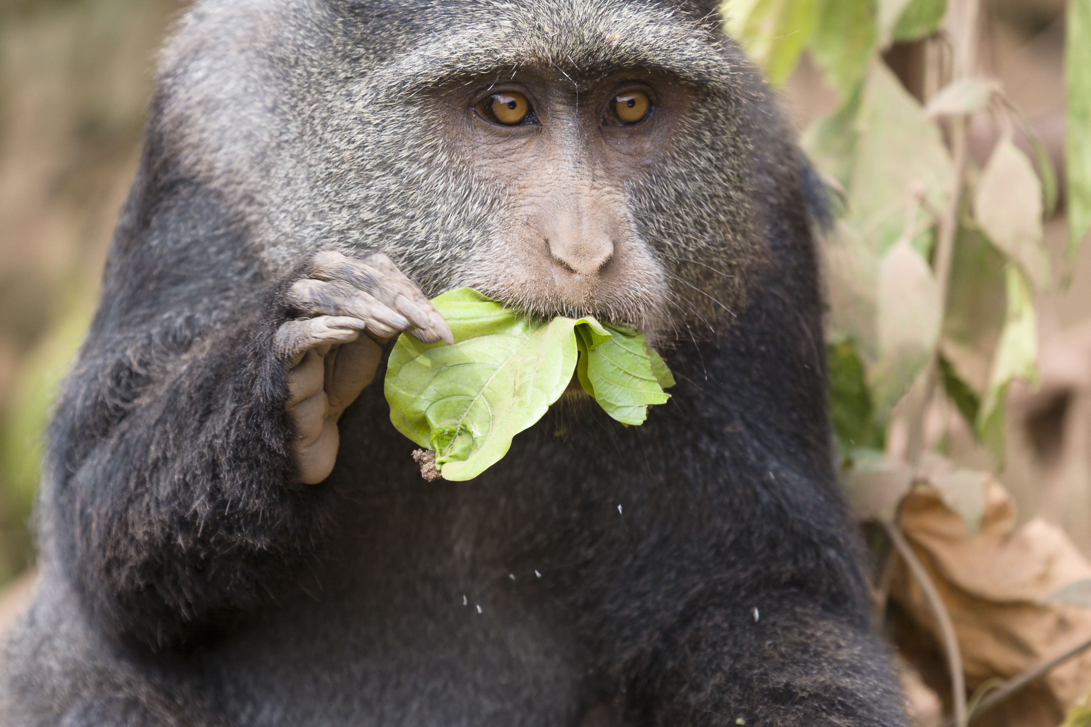 Lake Manyara Diademmeerkatze2