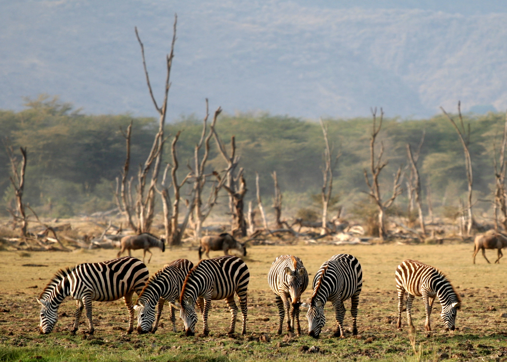 Lake Manyara Wildlife