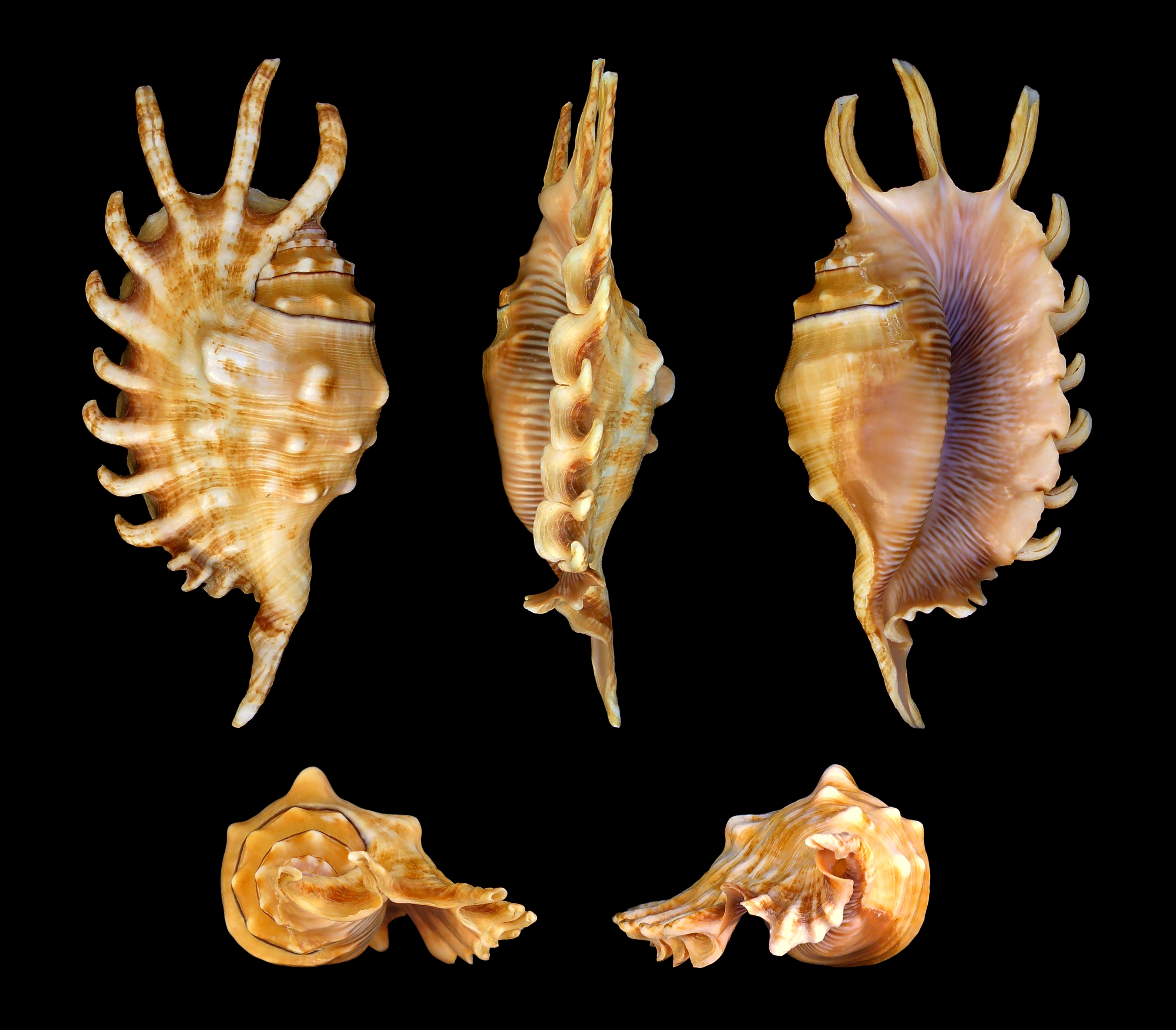 Lambis millepeda 01