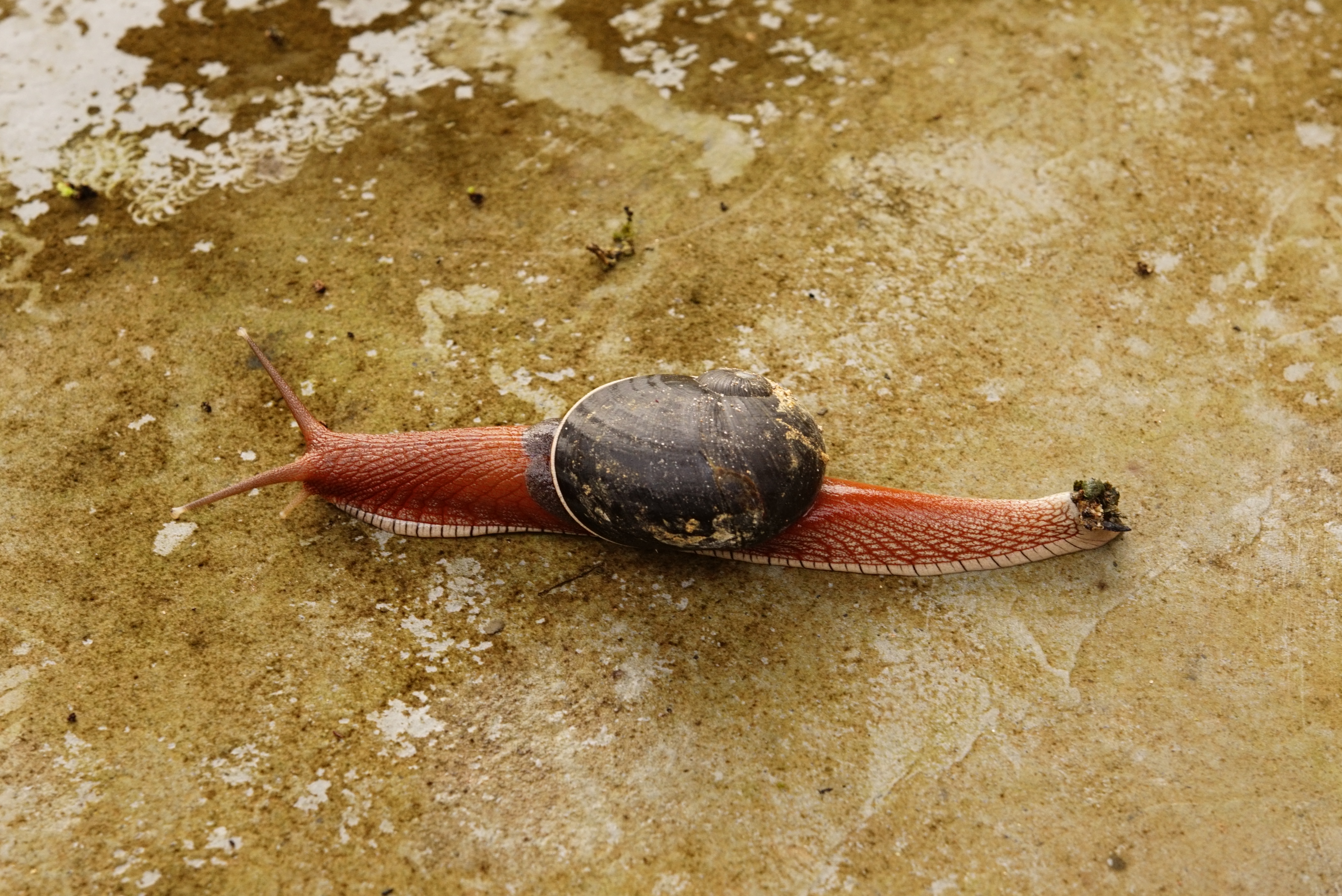 Land snail 1621