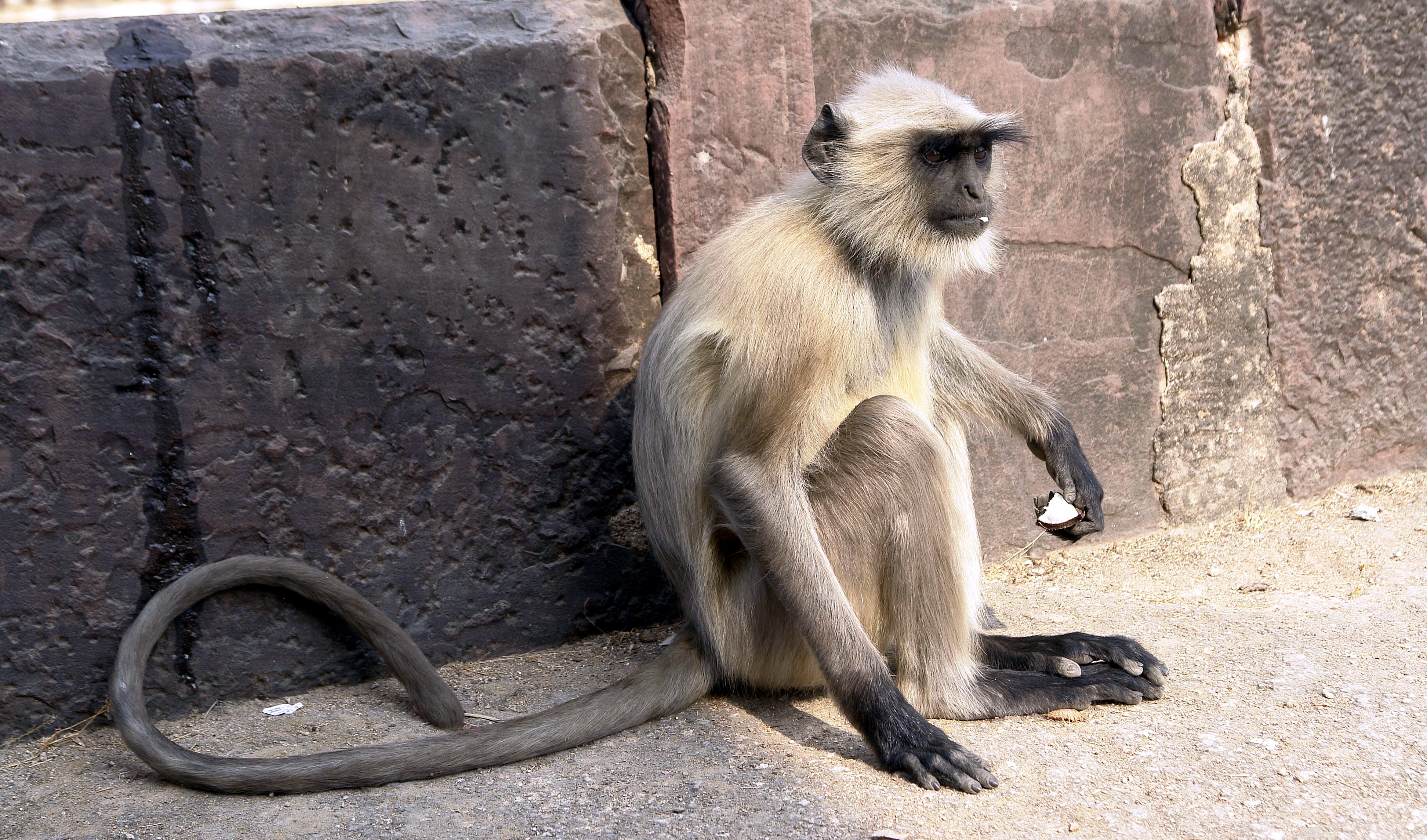 Langur monkey, Orchha, Madhya Pradesh, India